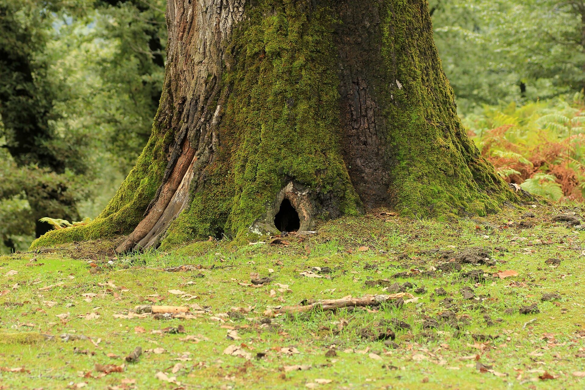 Hirkan National Park, Lankaran