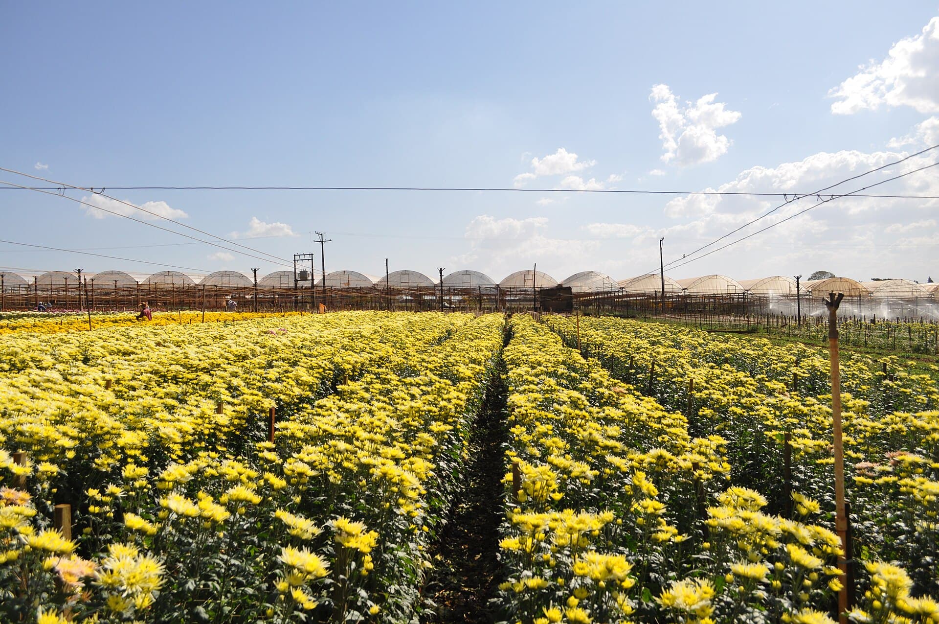 Holambra, City of Flowers