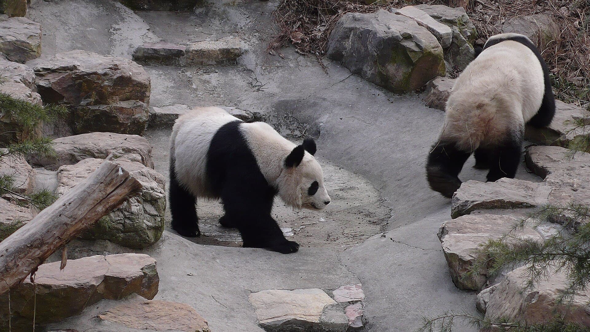 Hongshan Forest Zoo