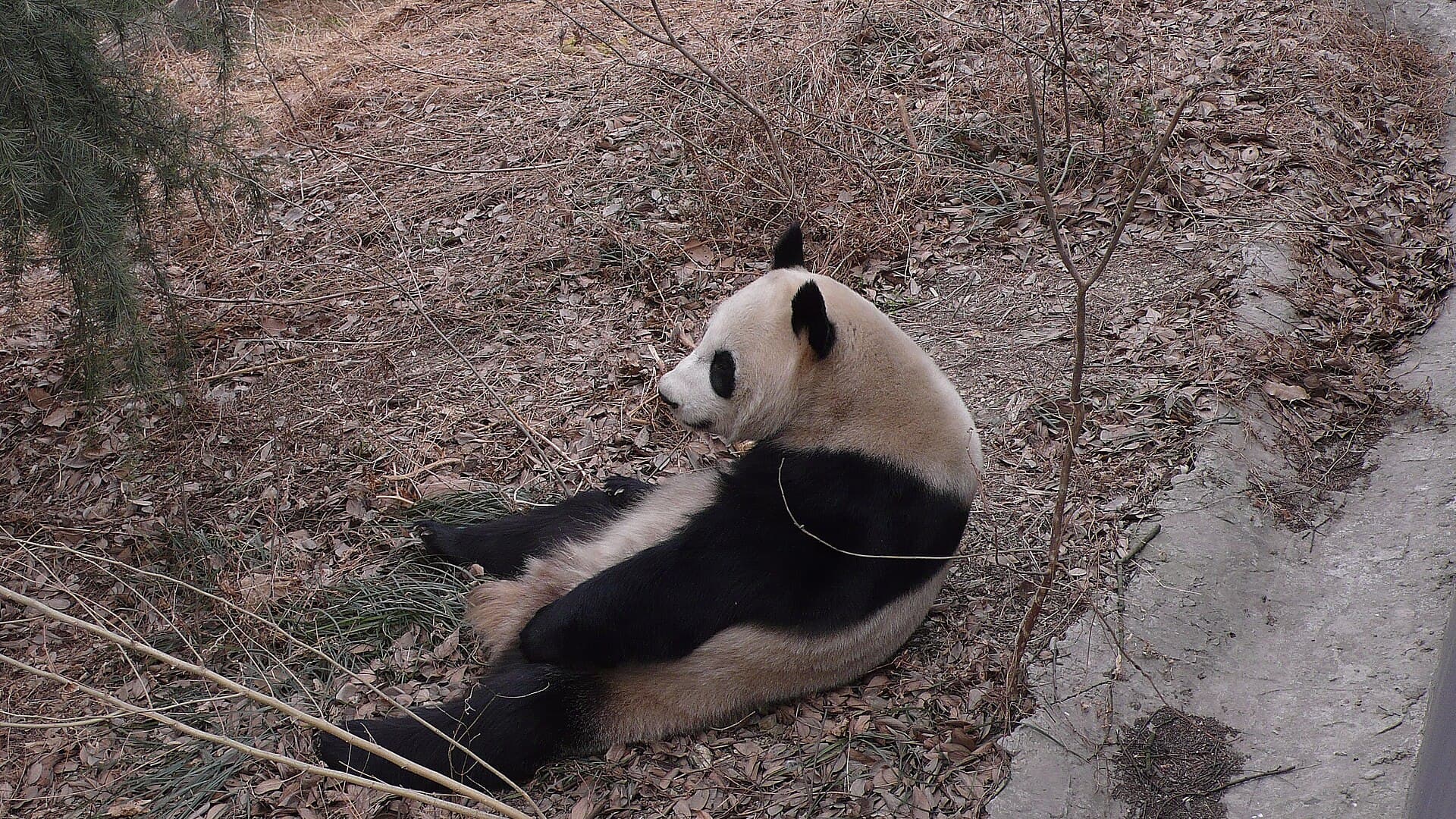 Hongshan Forest Zoo