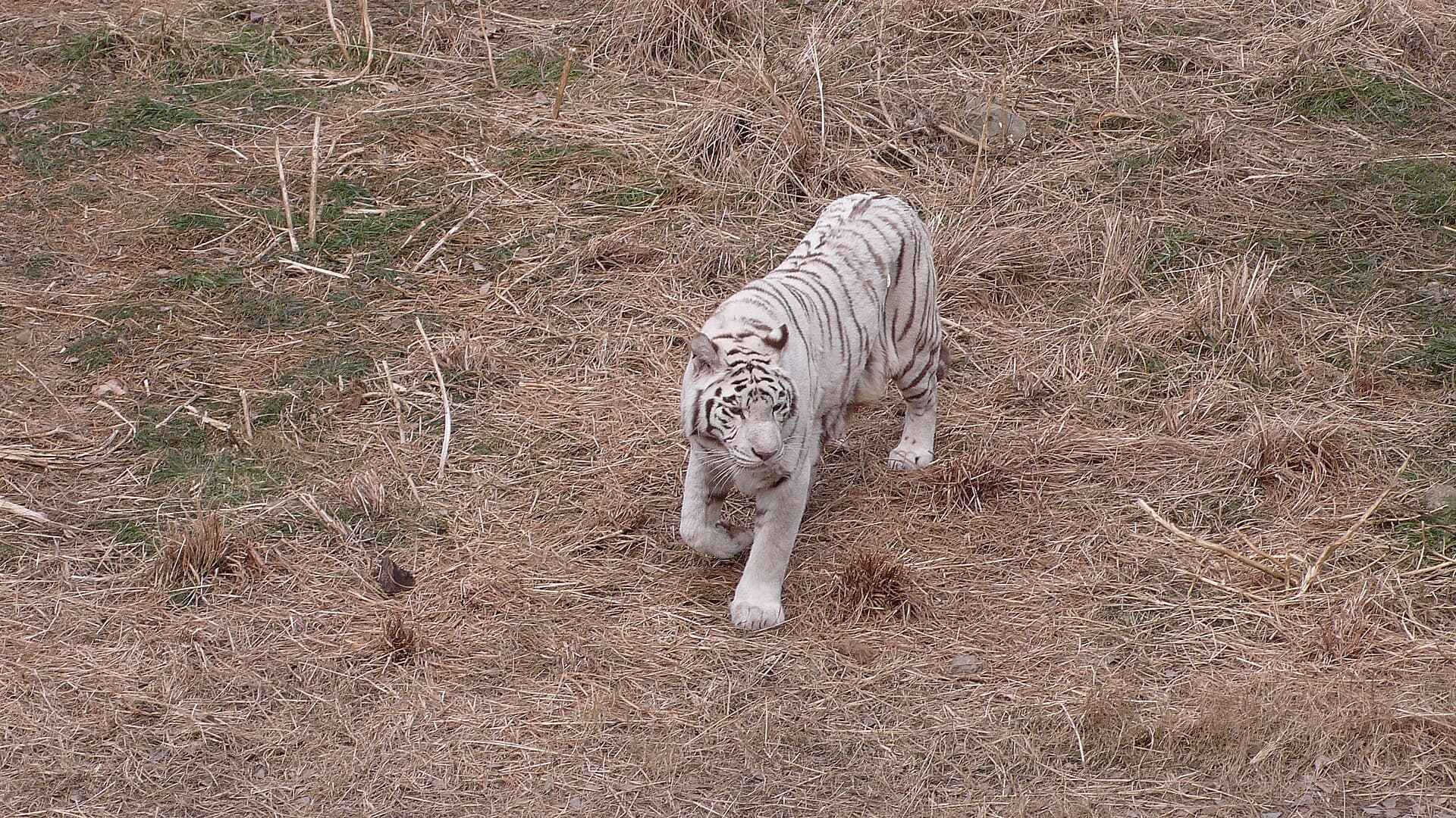 Hongshan Forest Zoo