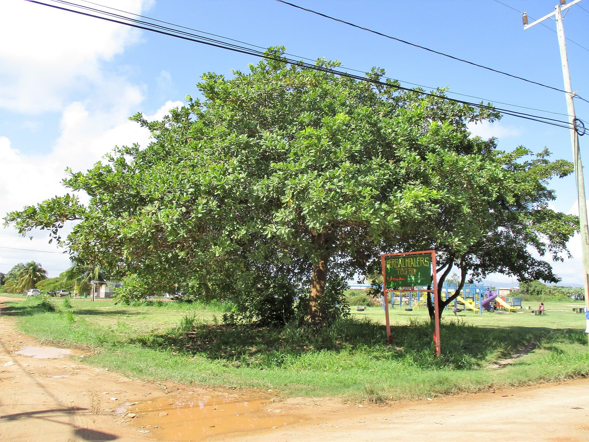 Hopkins village on the coast