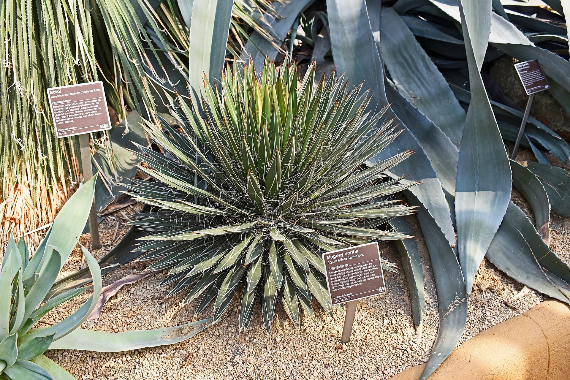 Hortus Botanicus, Amsterdam
