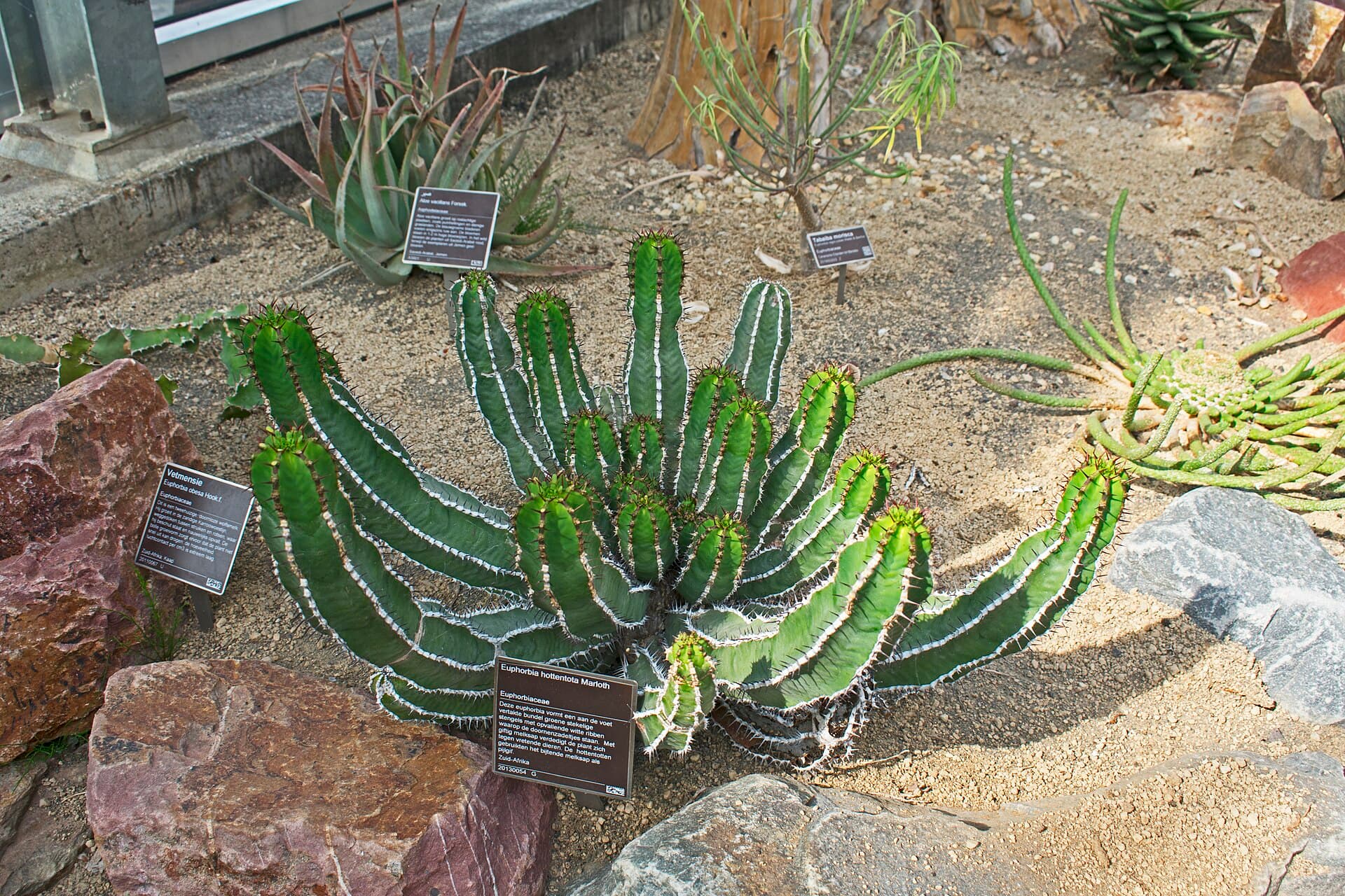 Hortus Botanicus, Amsterdam
