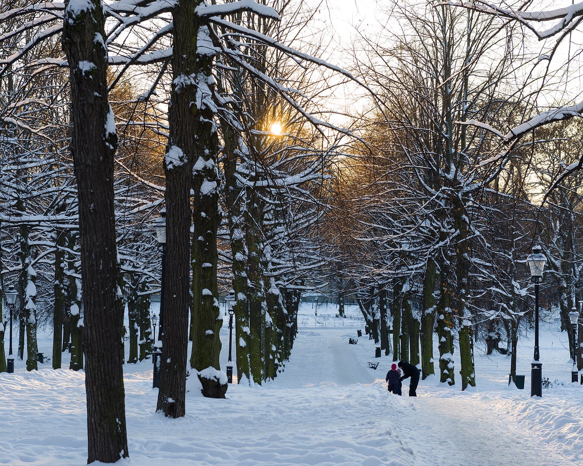 The park walks among mature trees