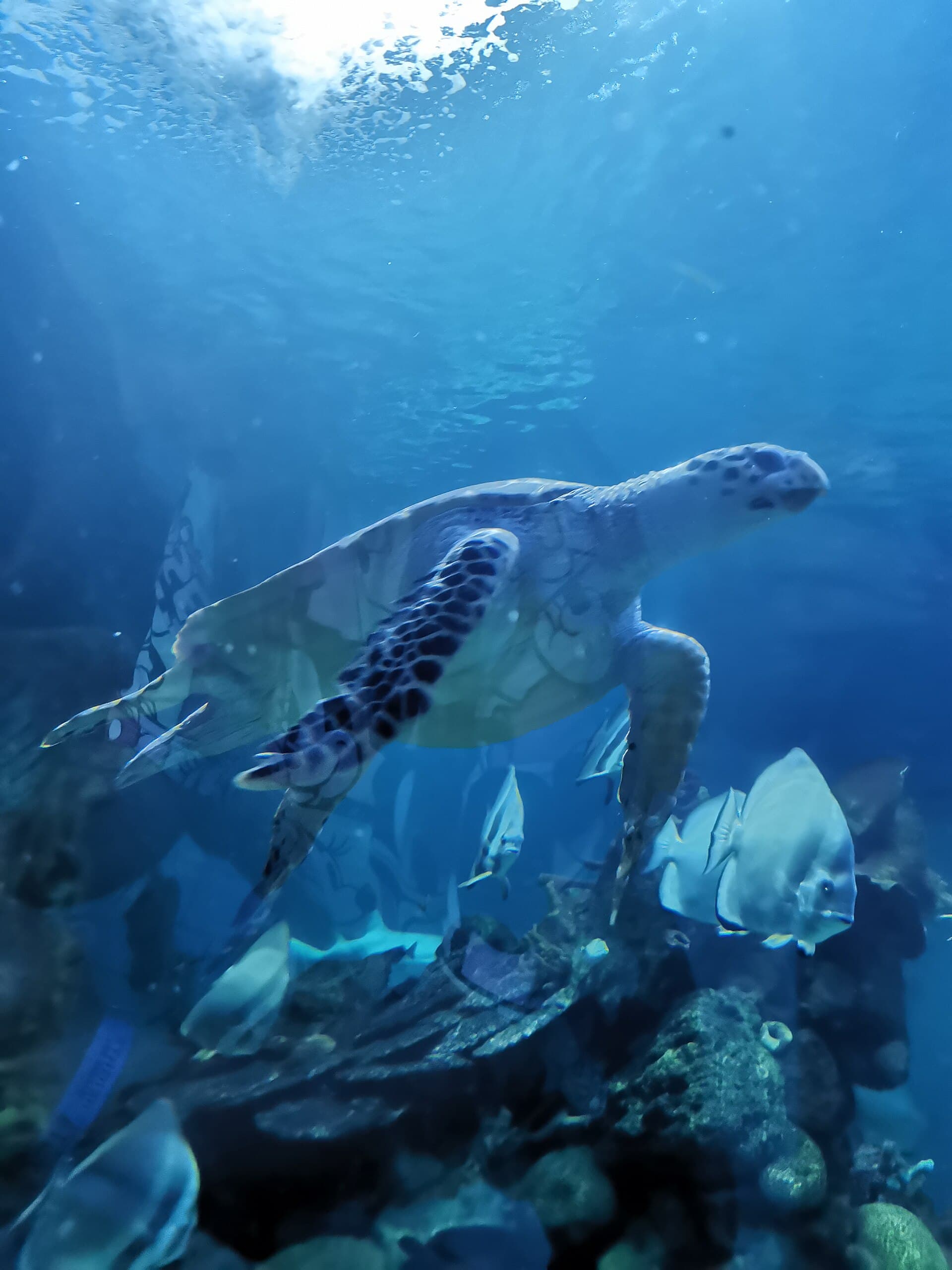 Hurghada Grand Aquarium