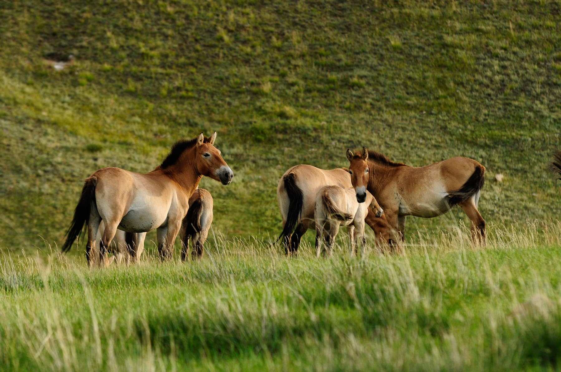 Przewalski's horses in Hustai National Park