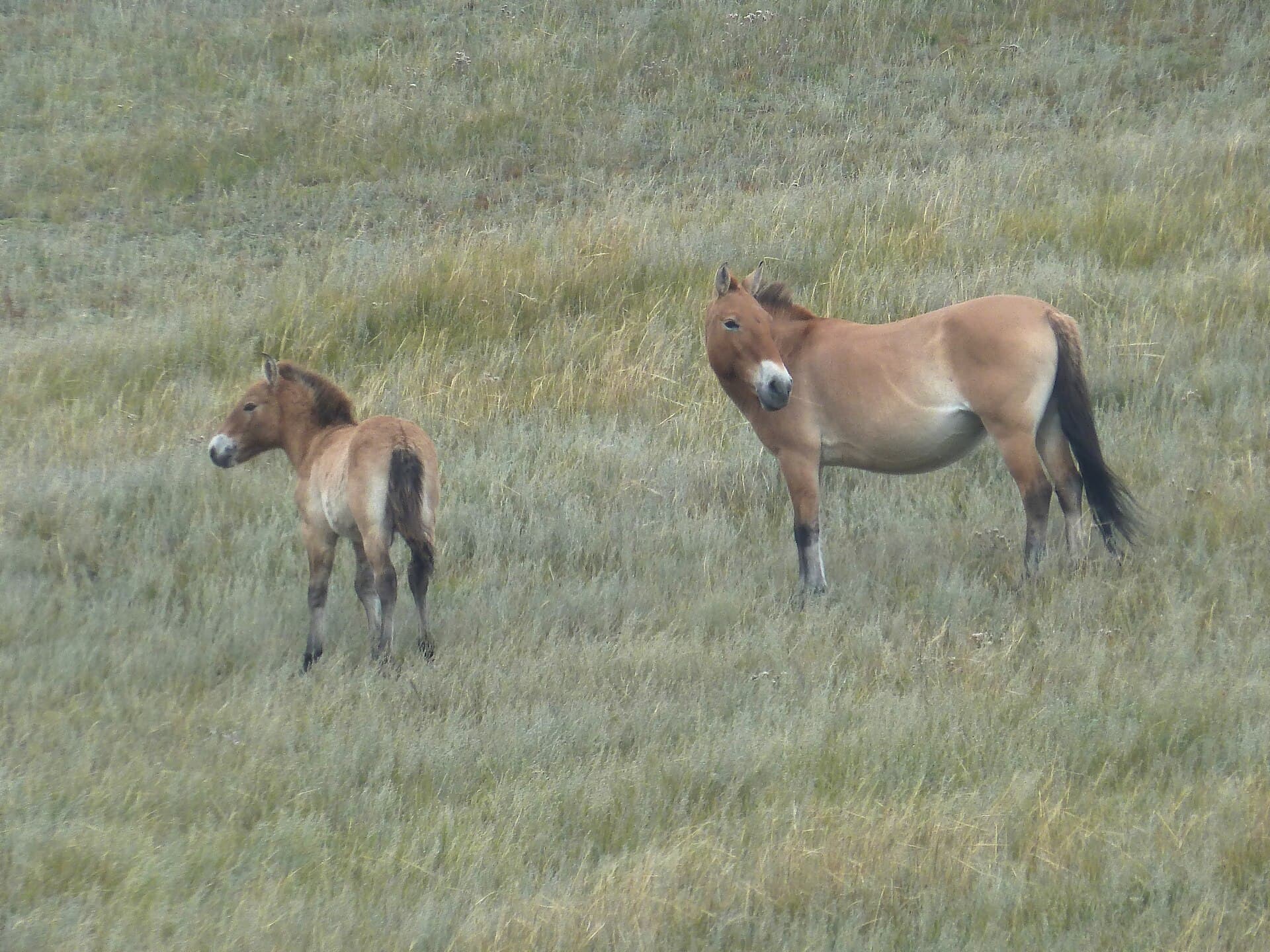Przewalski's horses in Hustai National Park