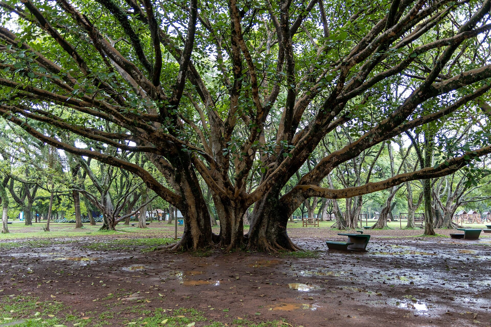 Ibirapuera Park, São Paulo
