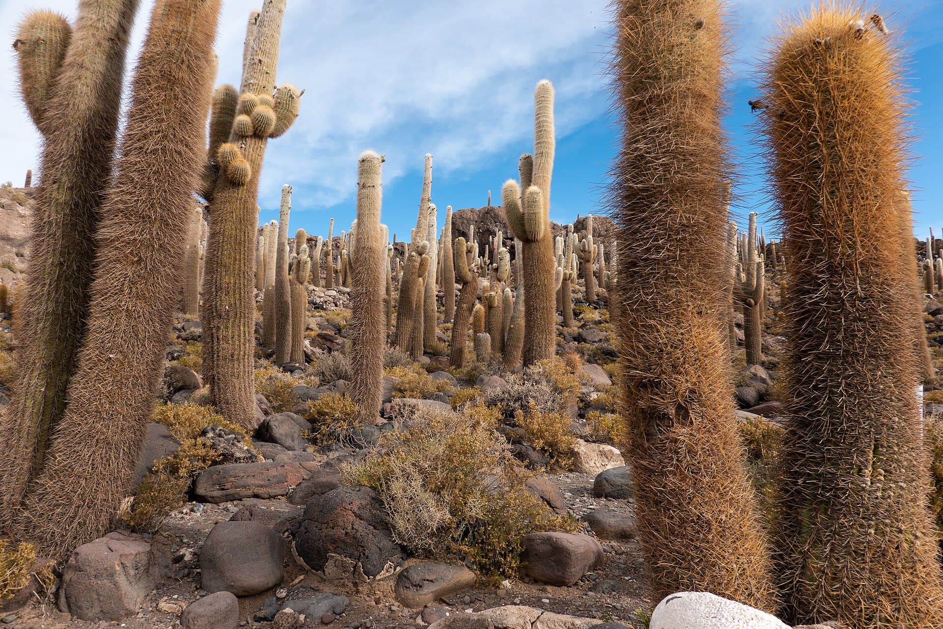 Isla Incahuasi and its cacti