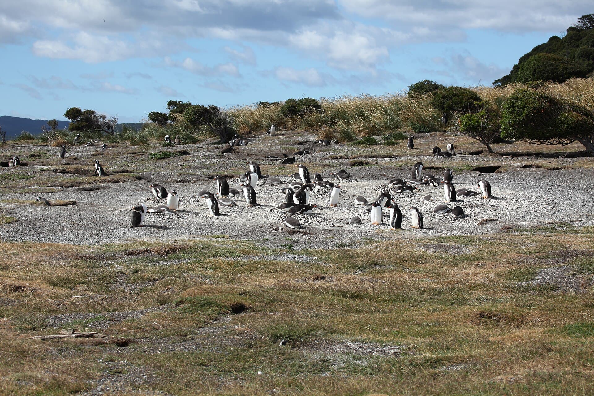 Isla Martillo (Penguin Island), Ushuaia