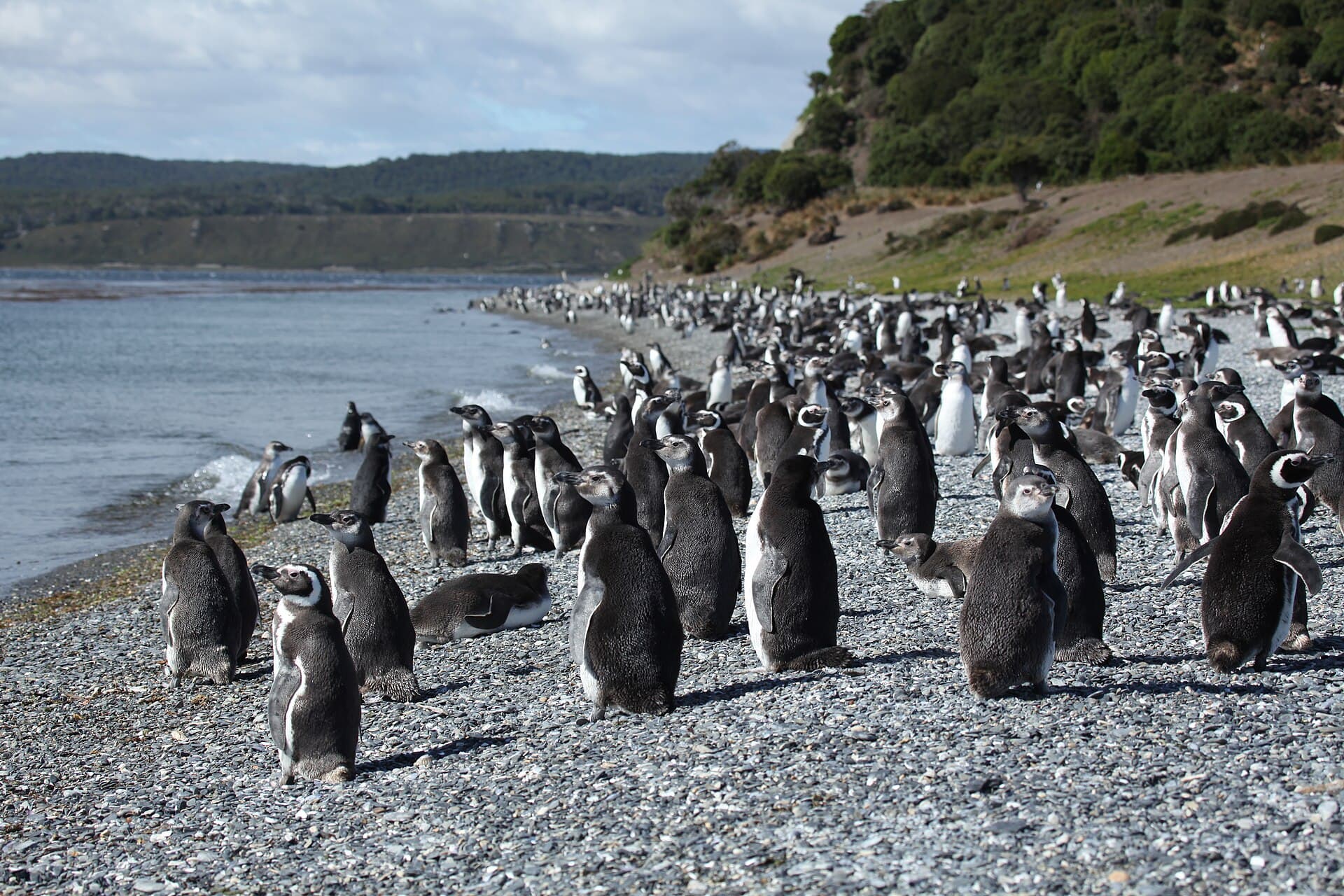 Isla Martillo (Penguin Island), Ushuaia