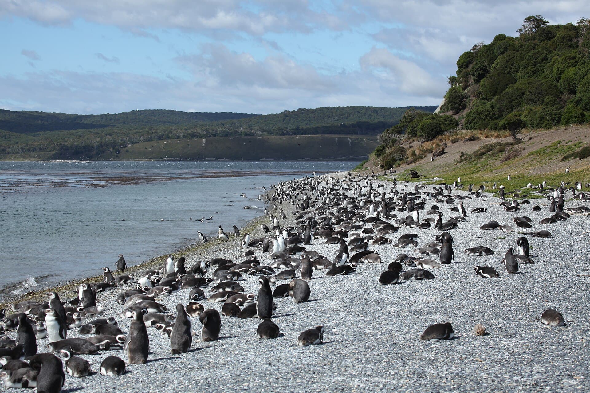 Isla Martillo (Penguin Island), Ushuaia