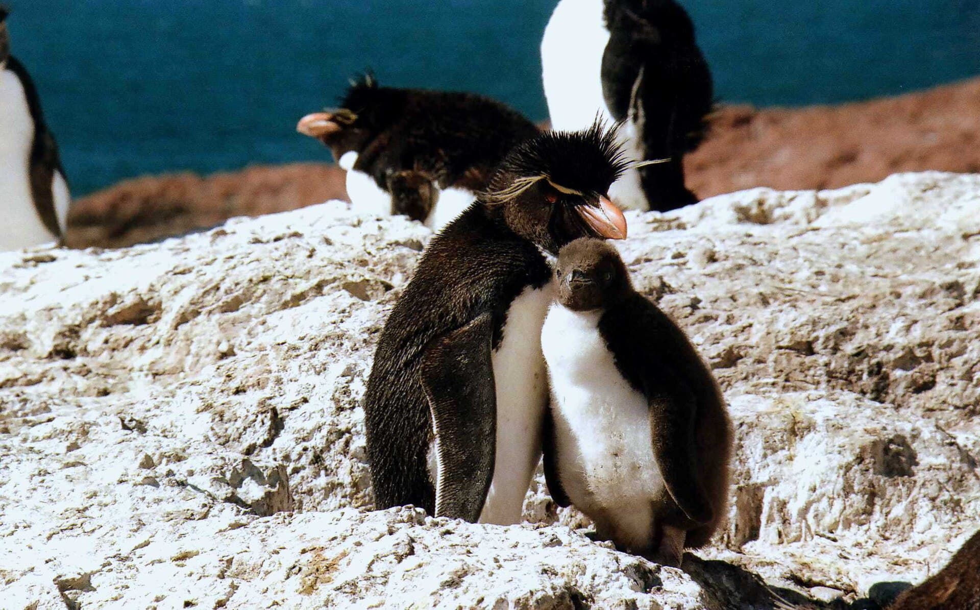Isla Pingüino (Penguin Island), Puerto Deseado