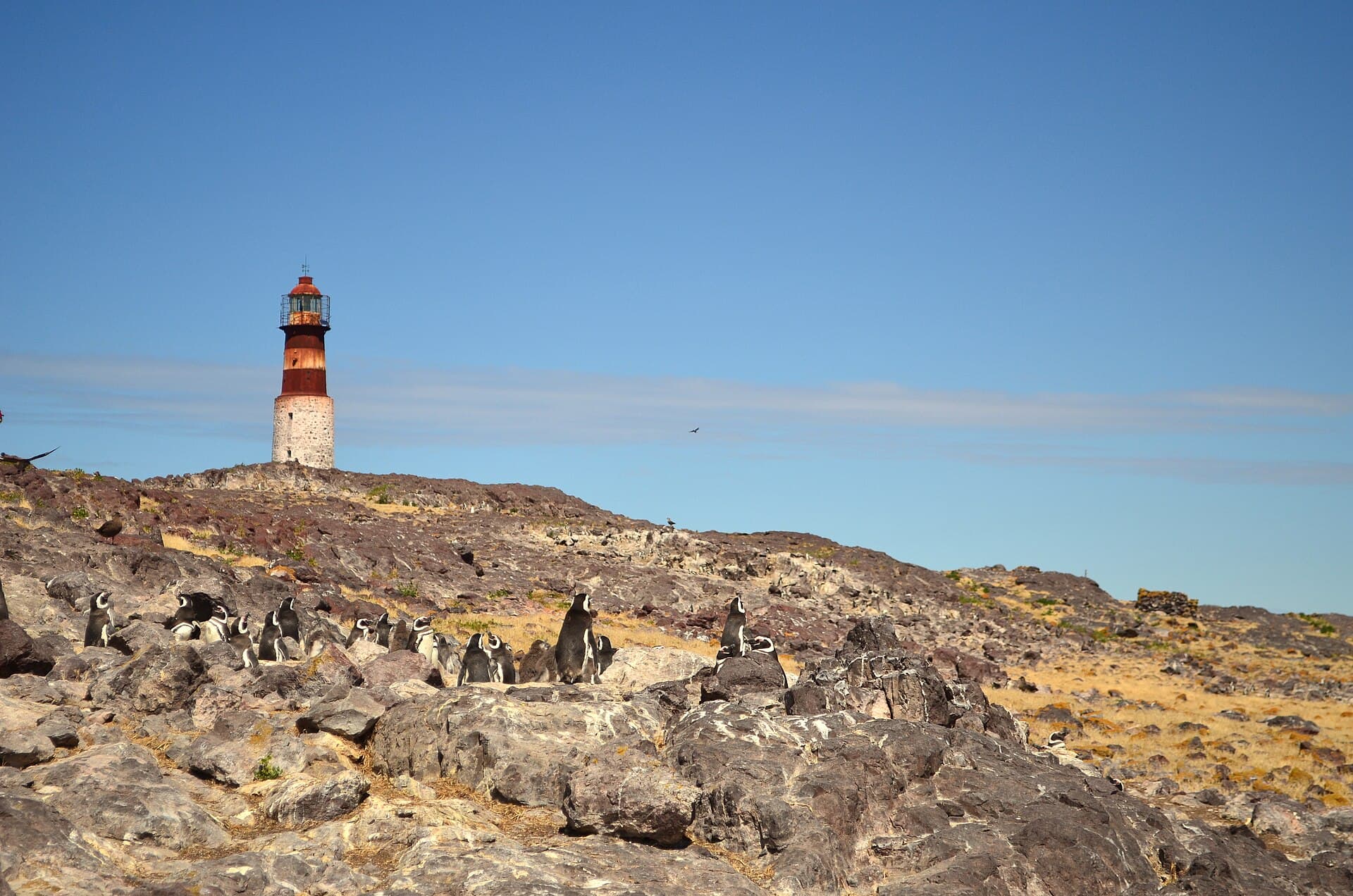 Isla Pingüino (Penguin Island), Puerto Deseado