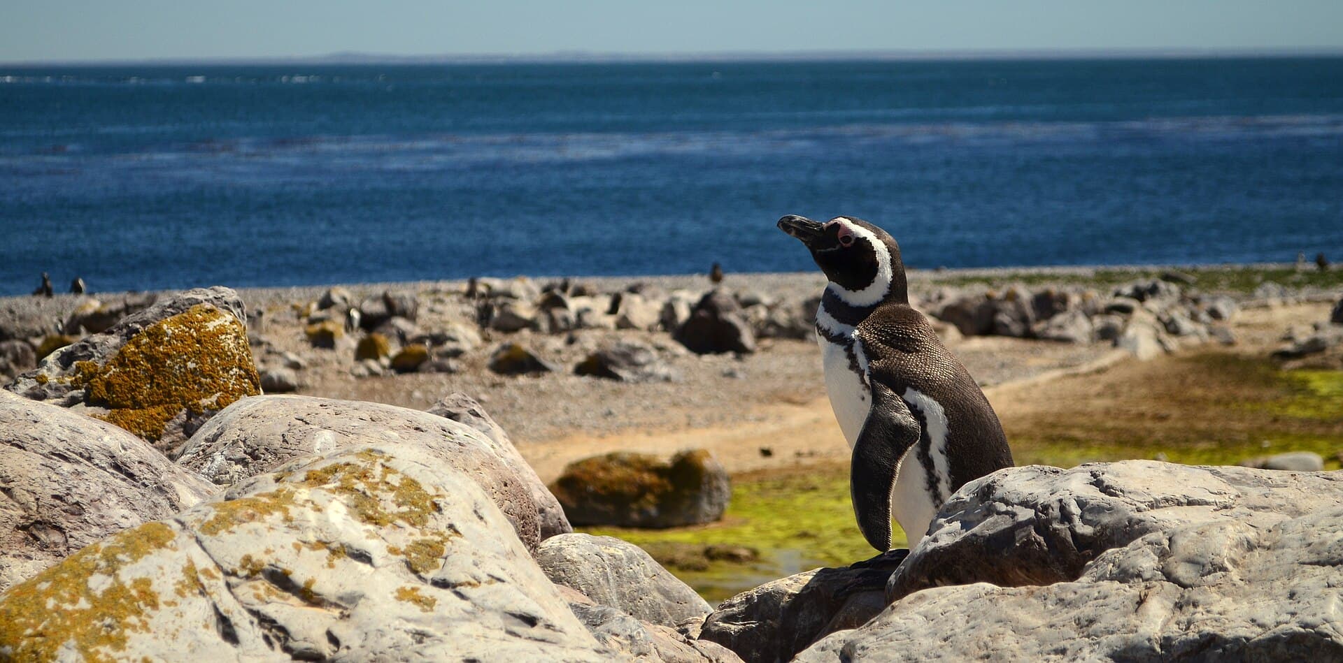 Isla Pingüino (Penguin Island), Puerto Deseado