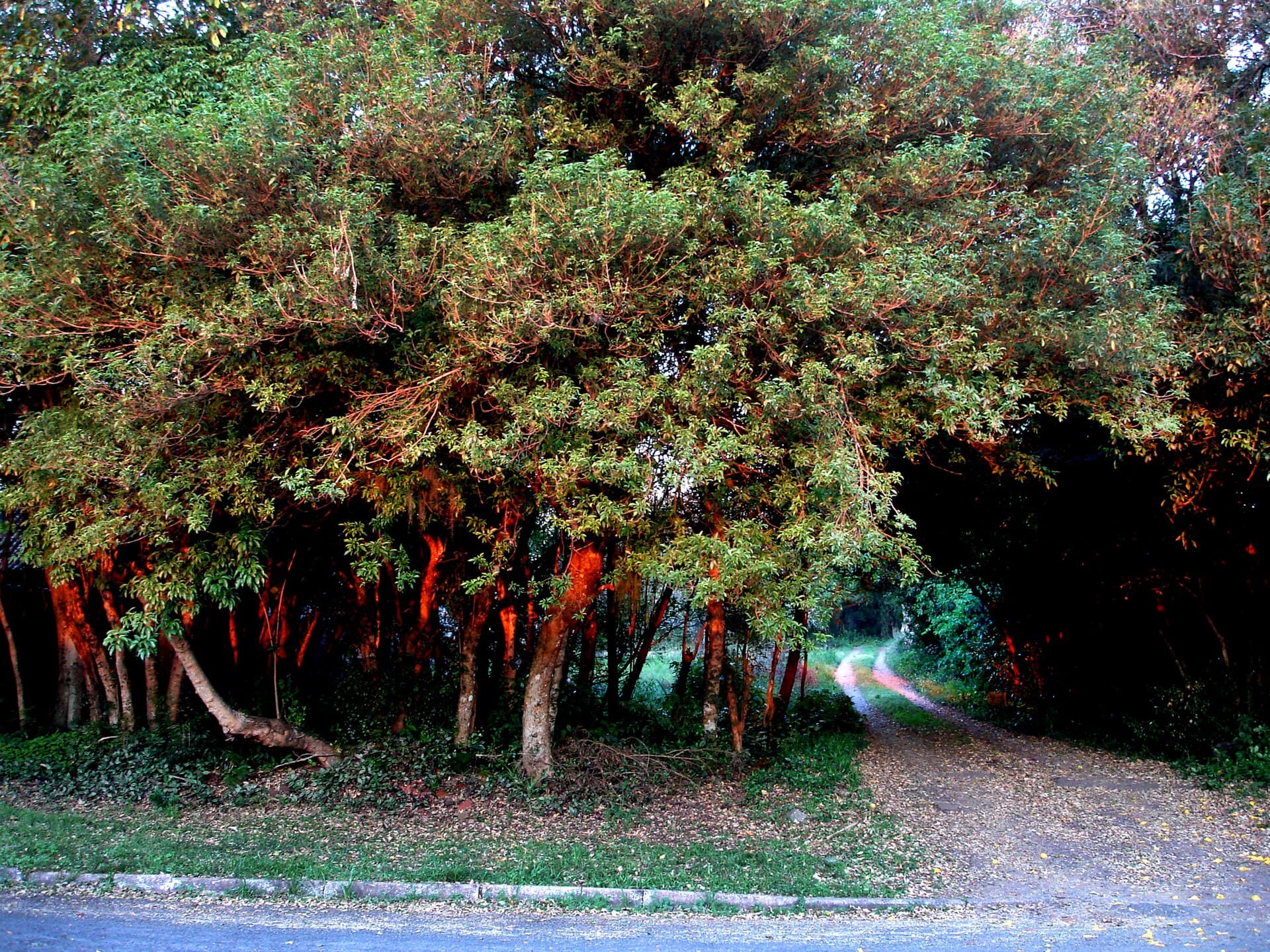 Ivoti, City of Flowers, Ivoti