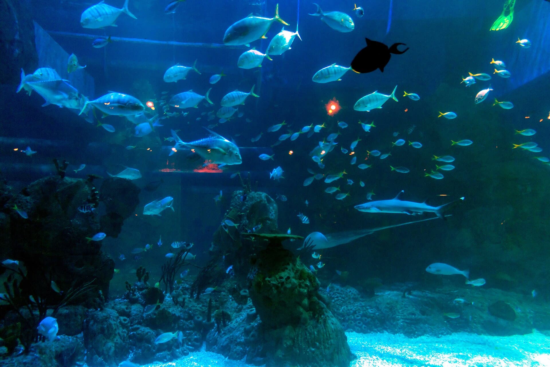 Jakarta Aquarium