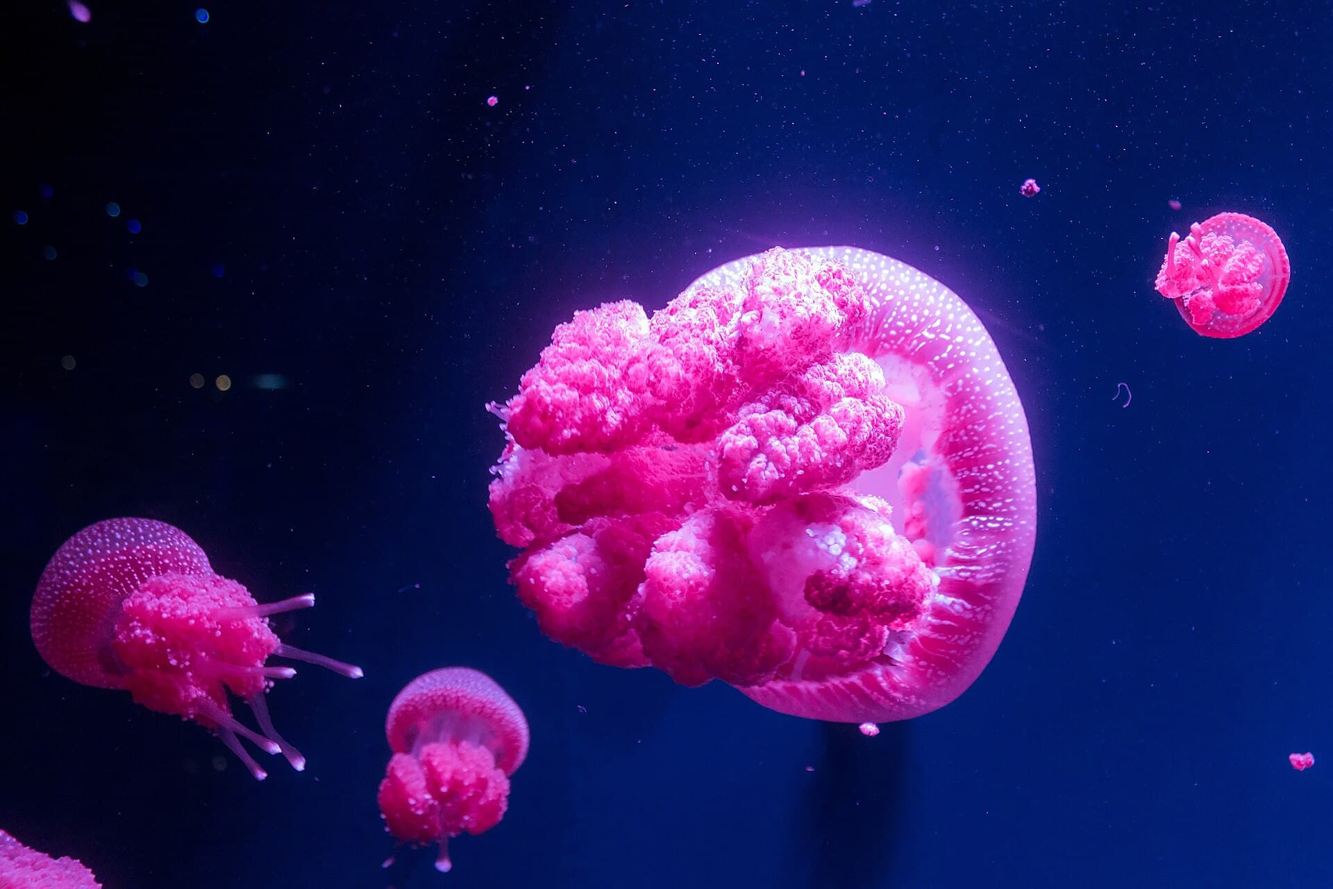Jakarta Aquarium