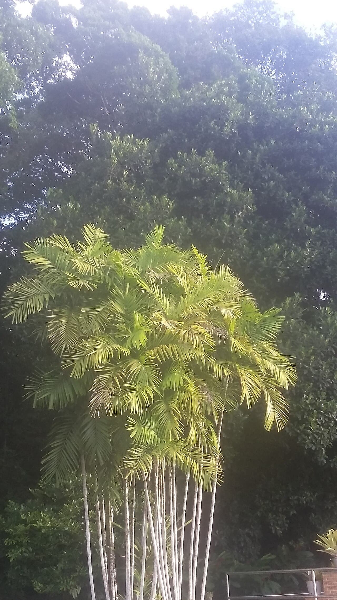 Jardim Botânico do Recife, Recife