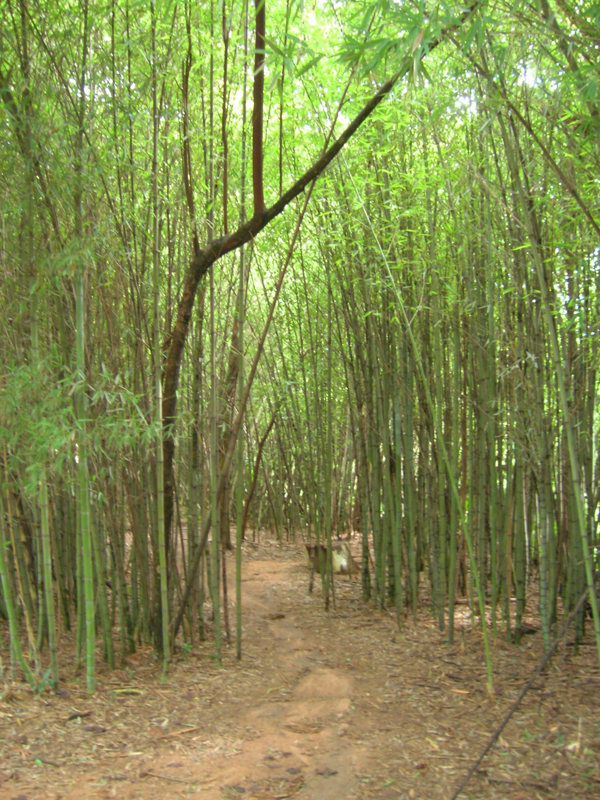 Porto Alegre Botanical Garden