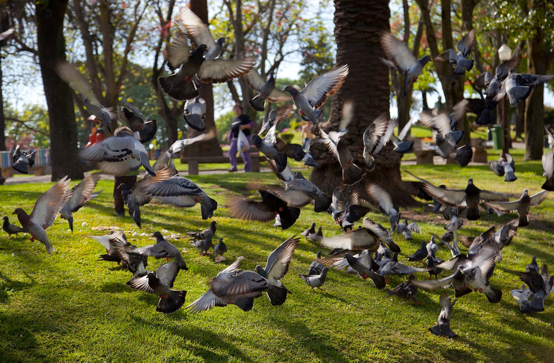 Jardim do Morro, Porto