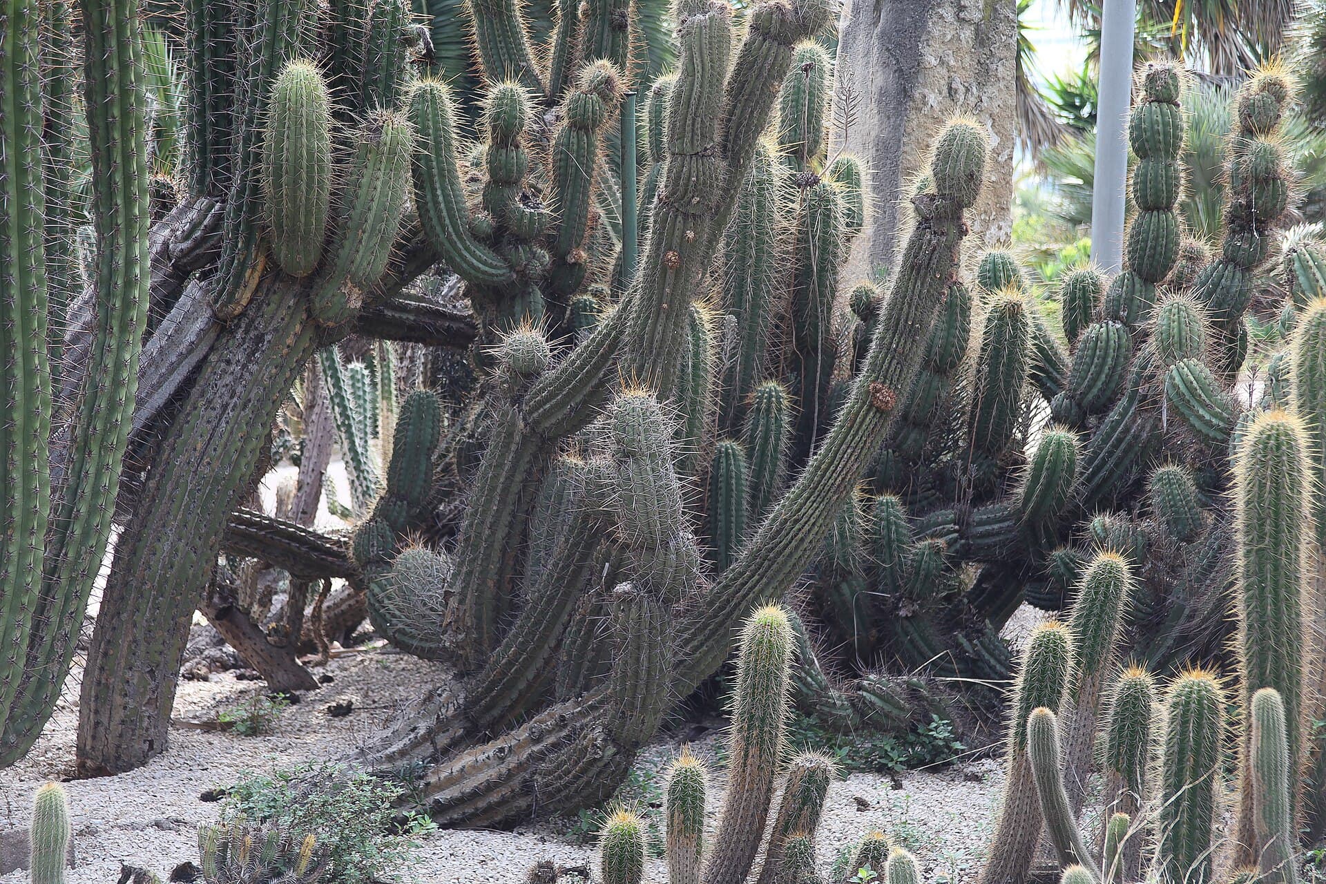 Mossèn Costa i Llobera Gardens, Barcelona