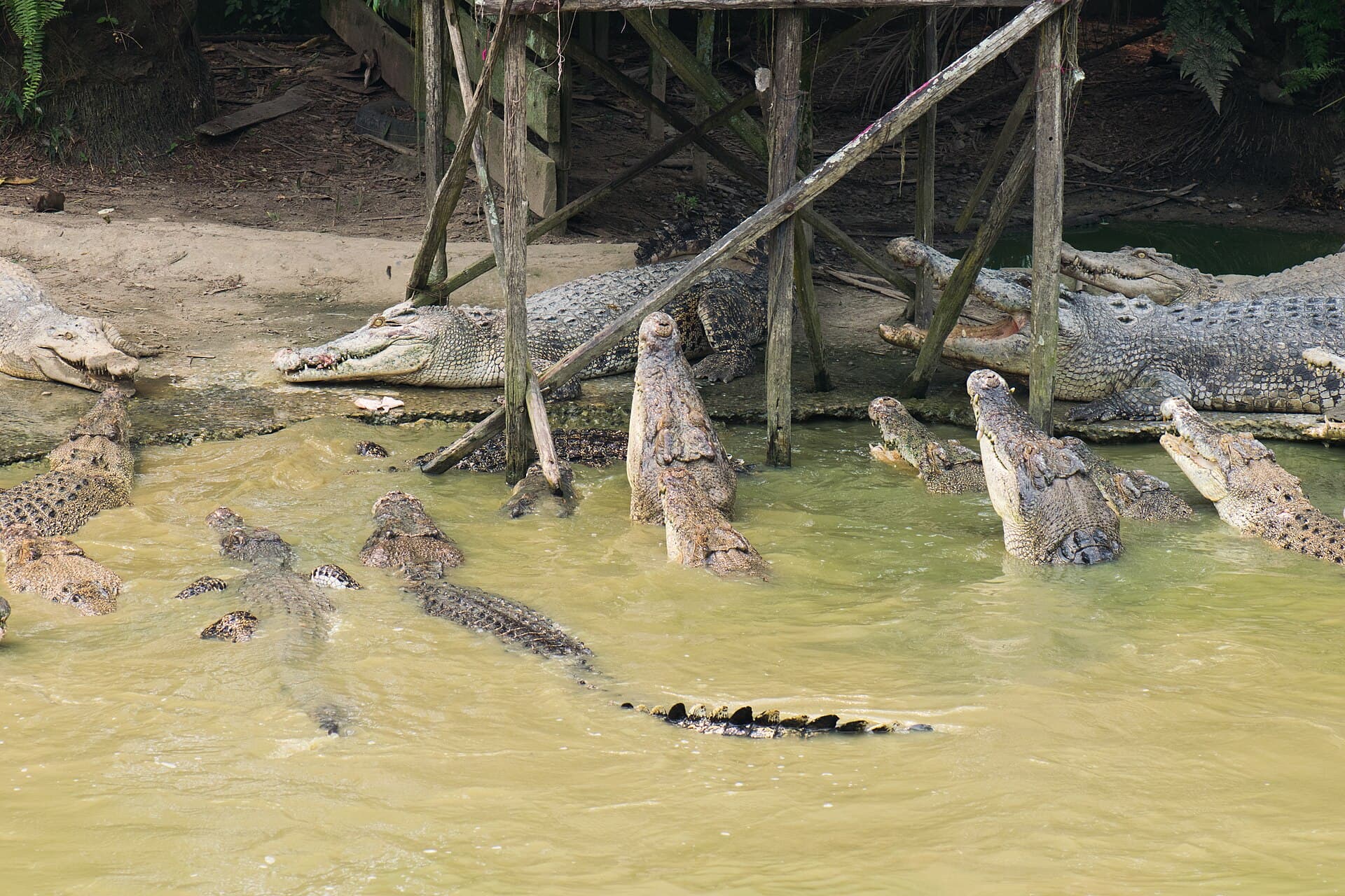 Jong's Crocodile Farm