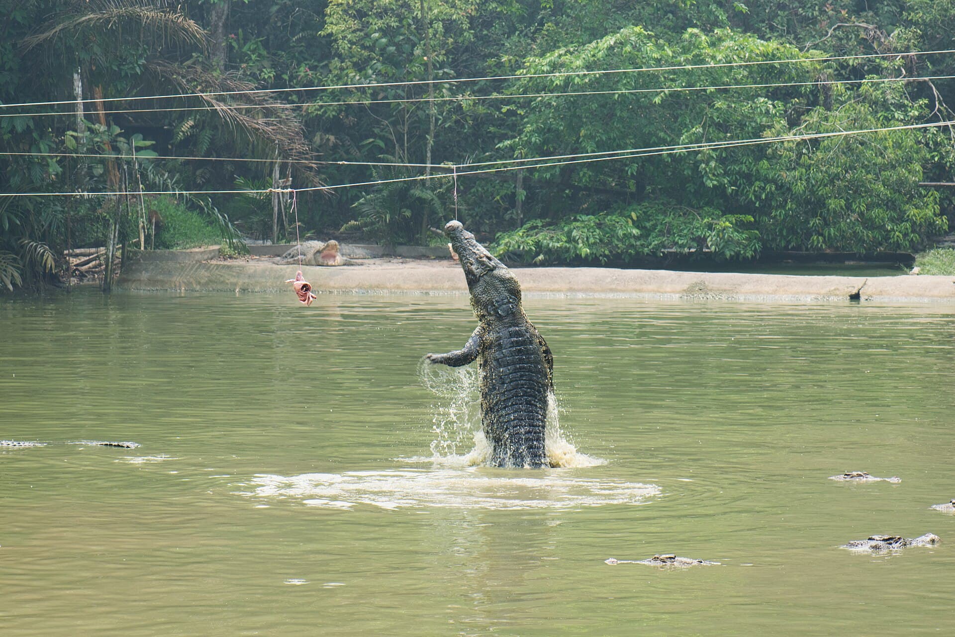 Jong's Crocodile Farm