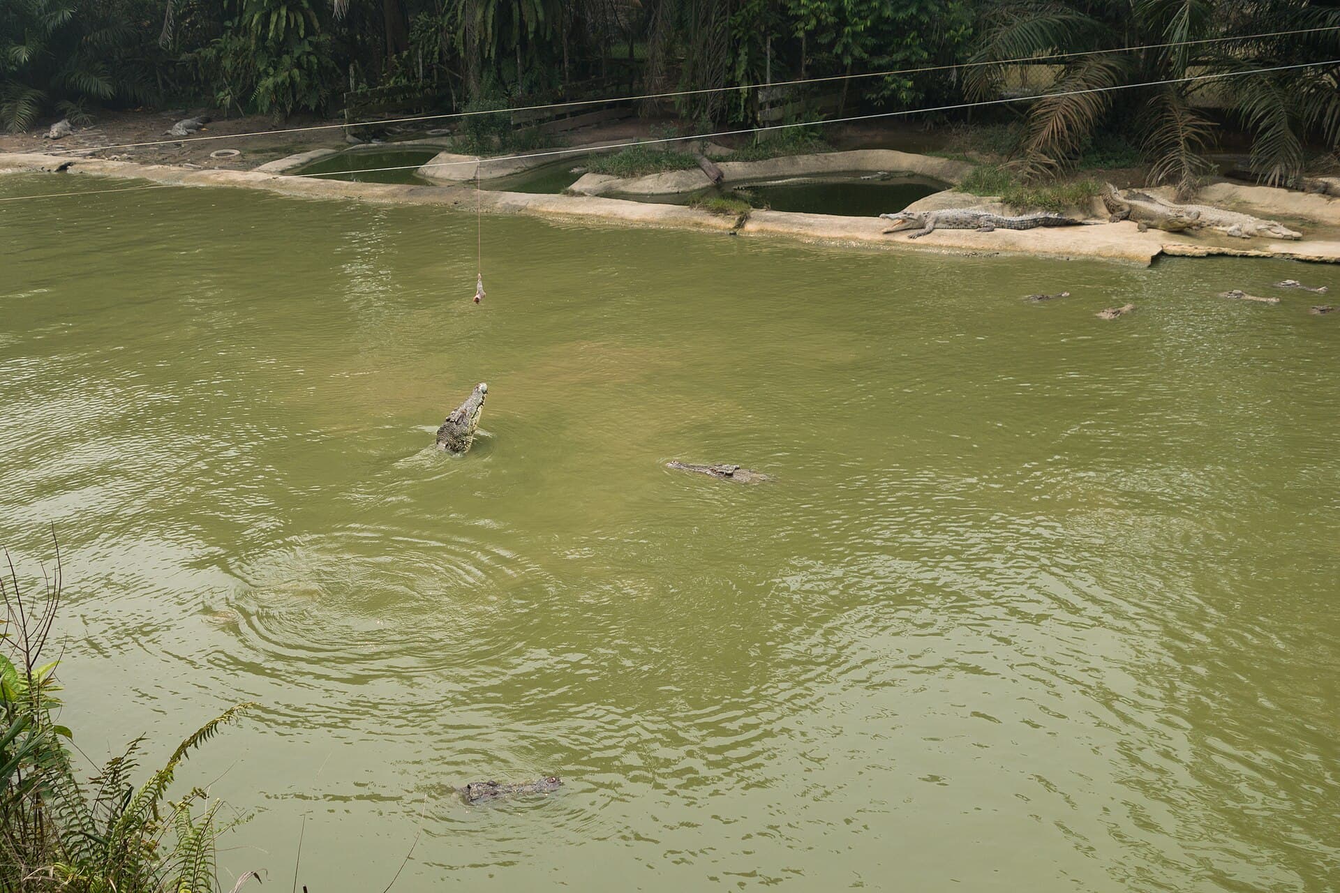 Jong's Crocodile Farm