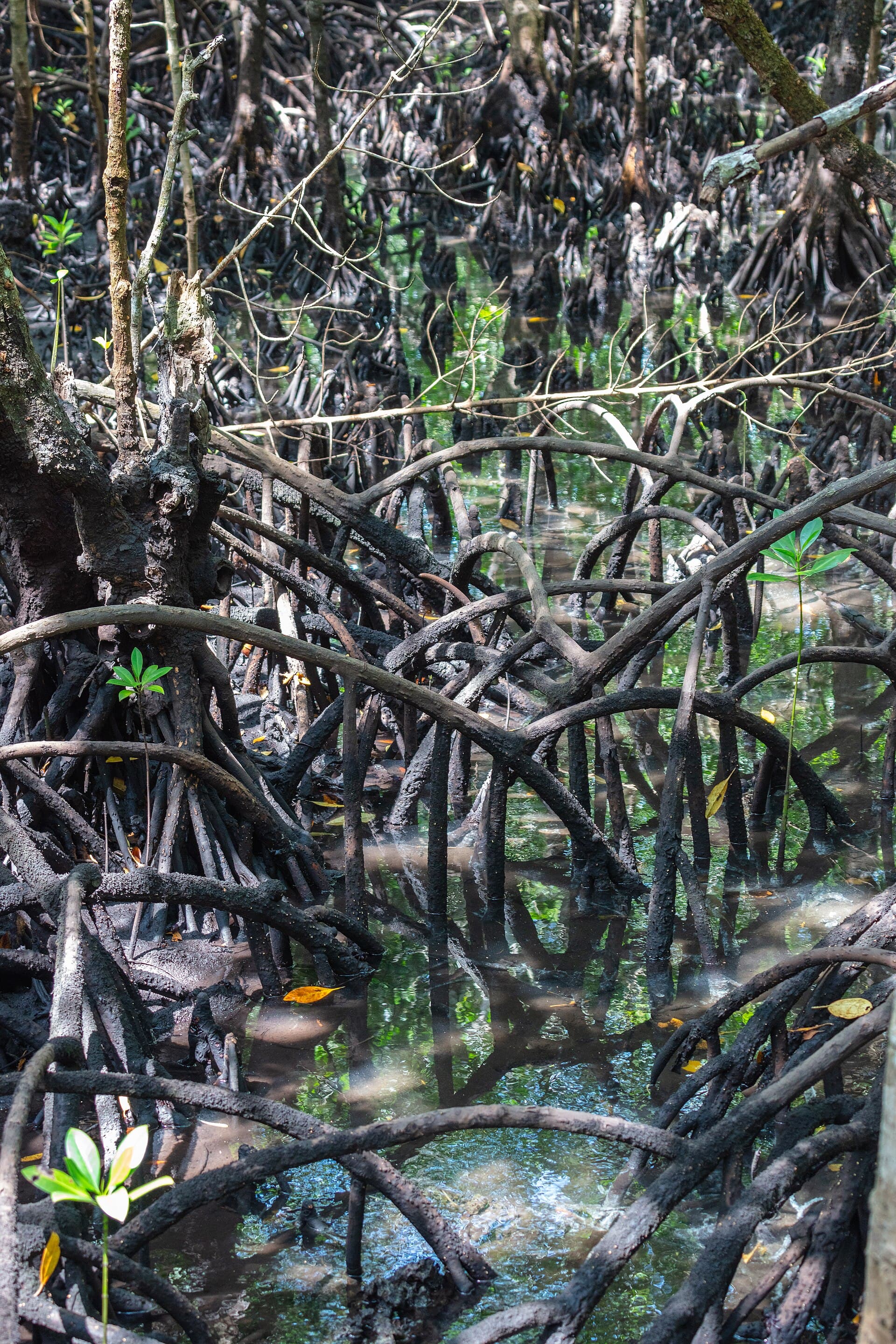 Red colobus monkeys, Jozani Forest