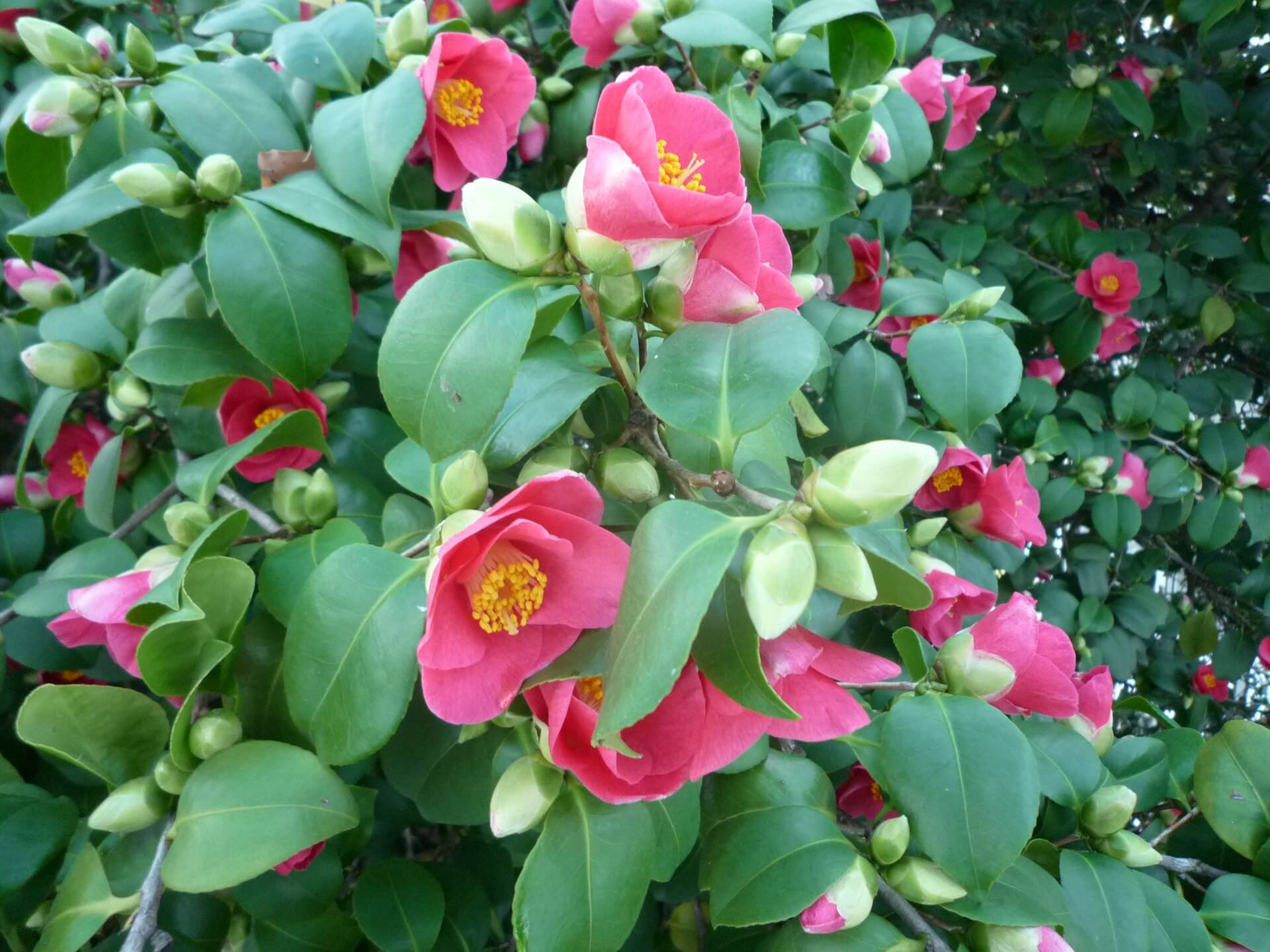 The Pillnitz Camellia and its Glasshouse, Dresden