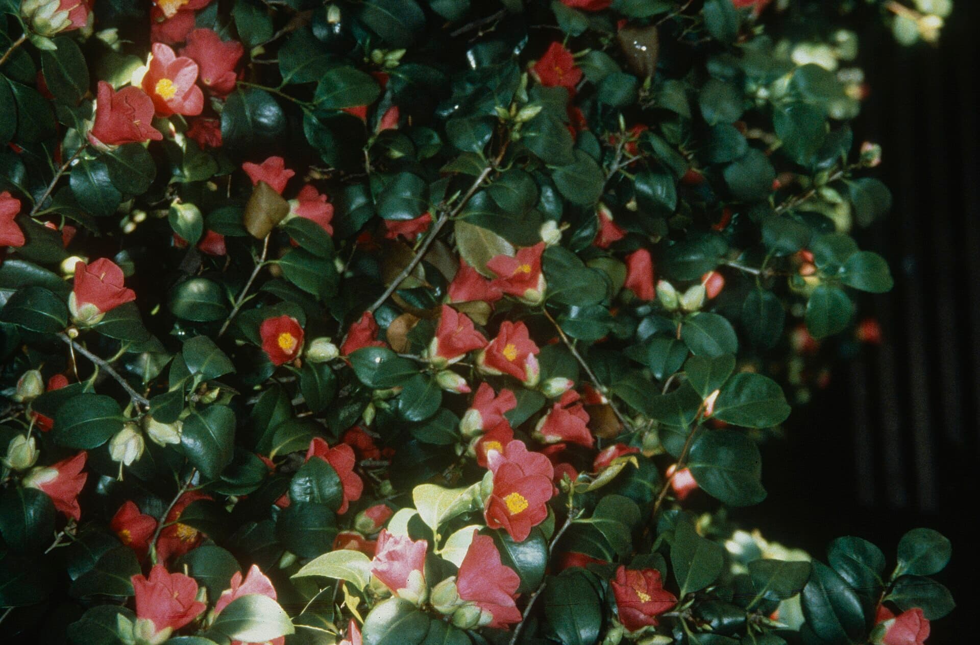 The Pillnitz Camellia and its Glasshouse, Dresden