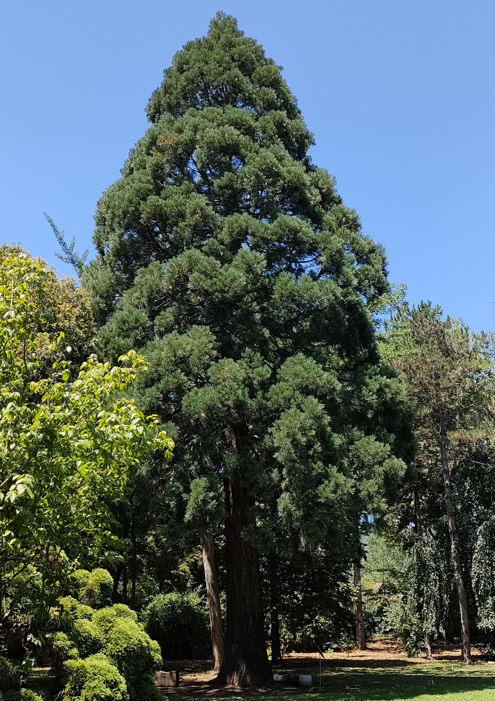 Karaca Arboretum, Yalova