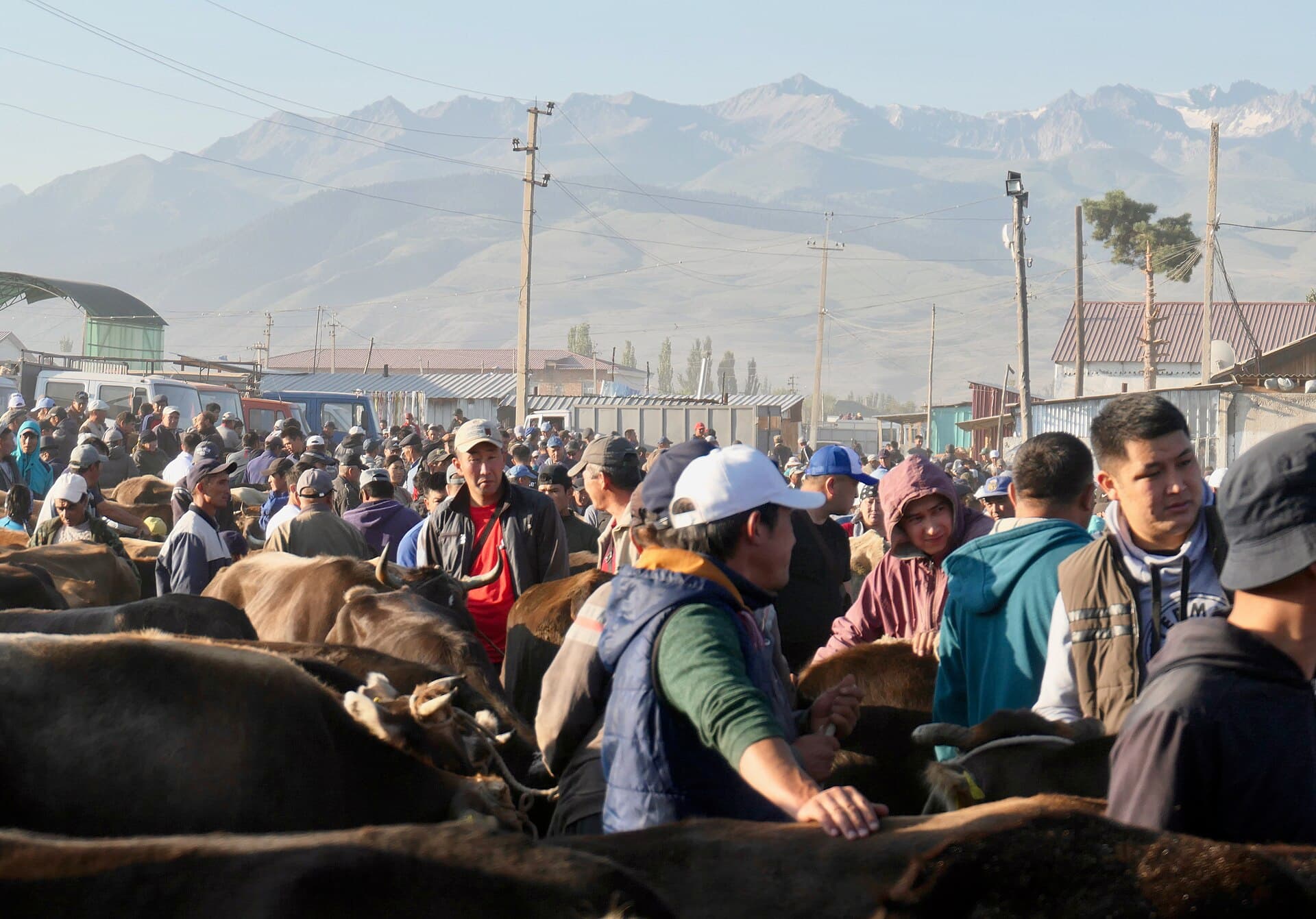 Karakol Animal Market, Karakol
