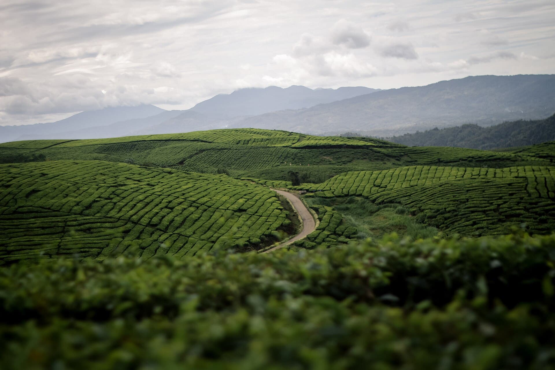 Kayu Aro tea estate and Mount Kerinci