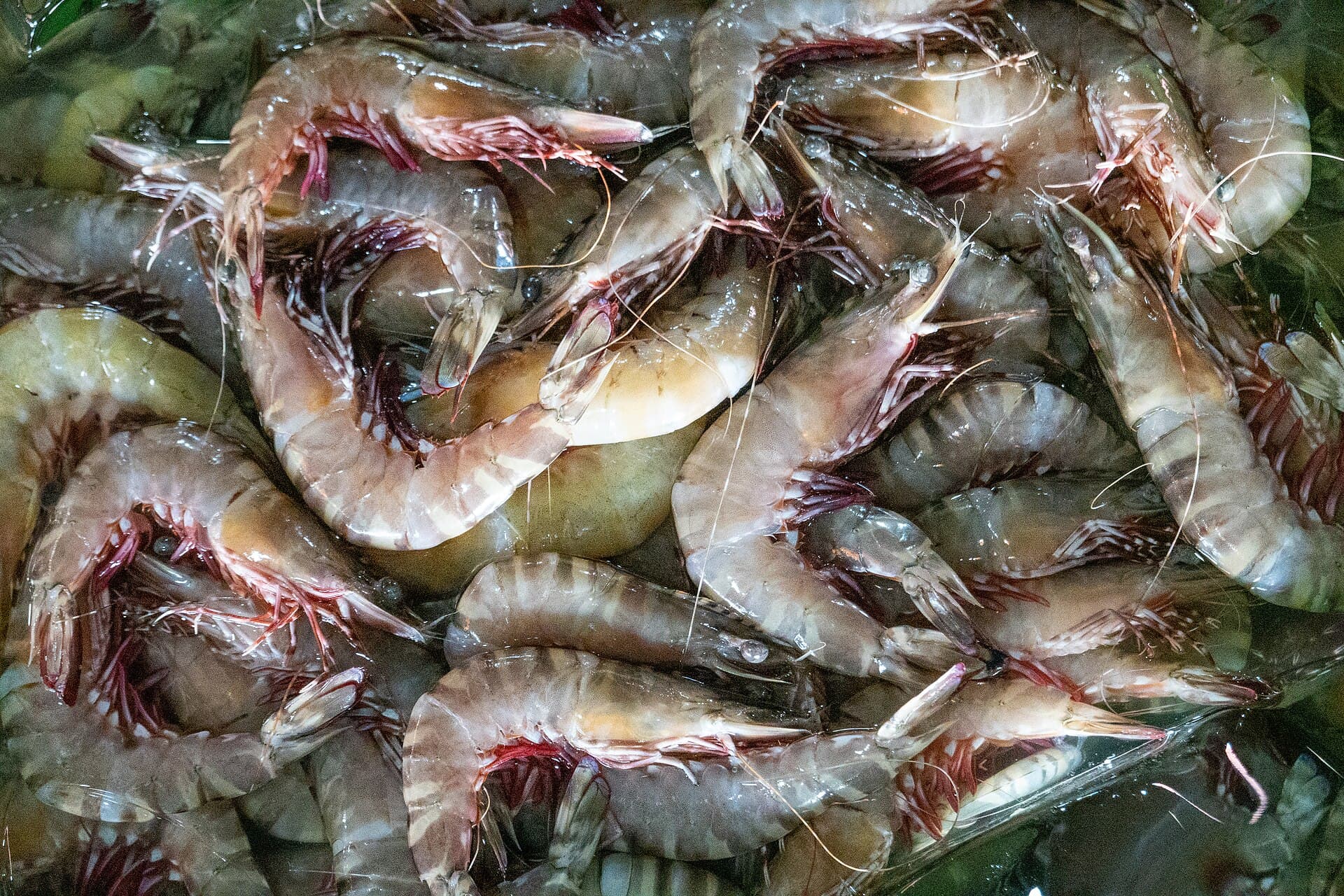 Kep crab market