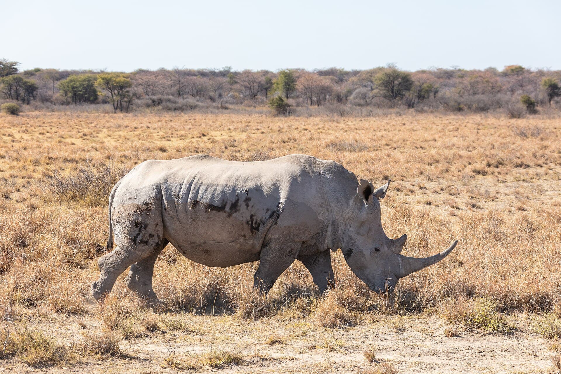 Khama Rhino Sanctuary