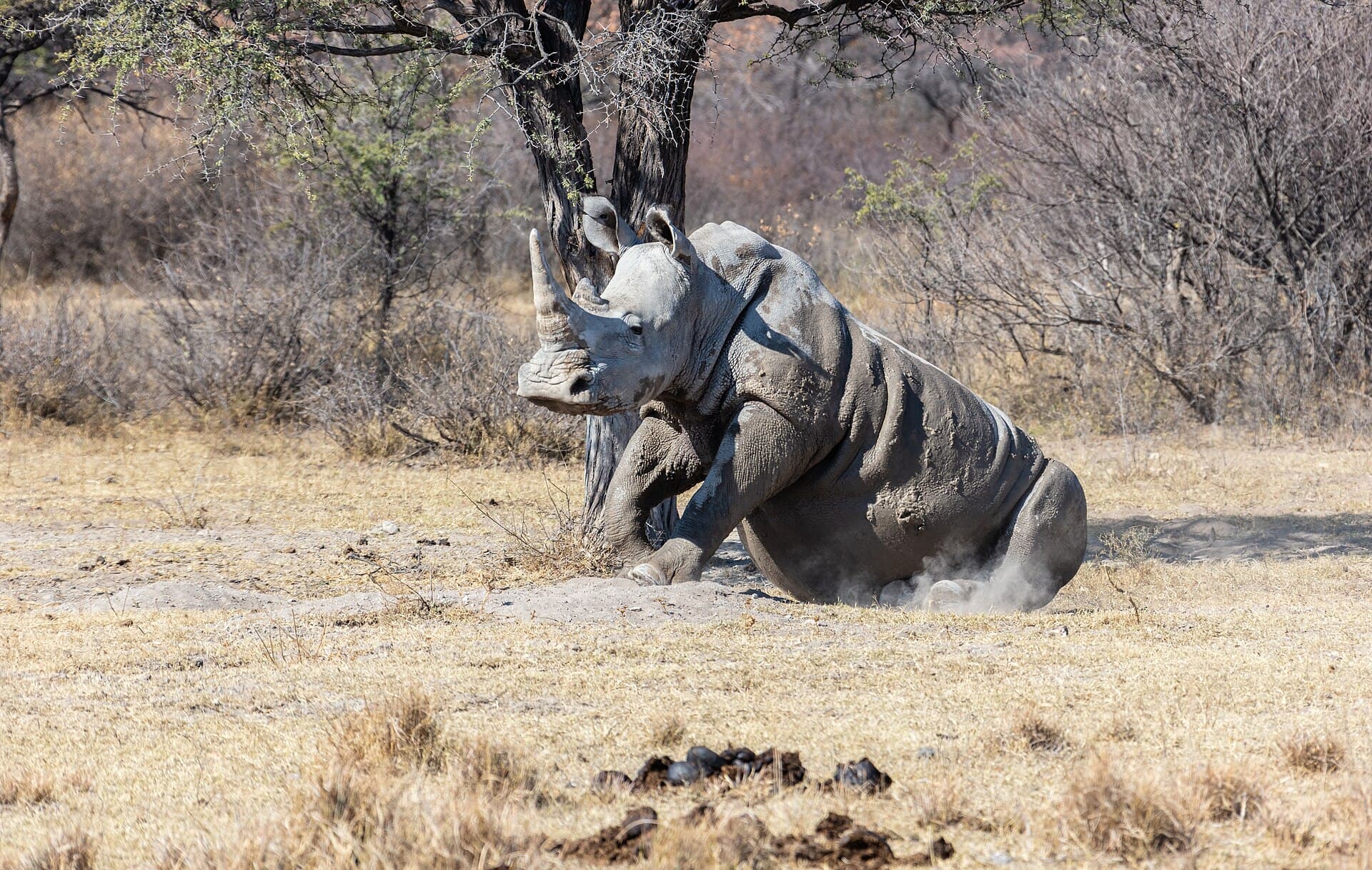 Khama Rhino Sanctuary