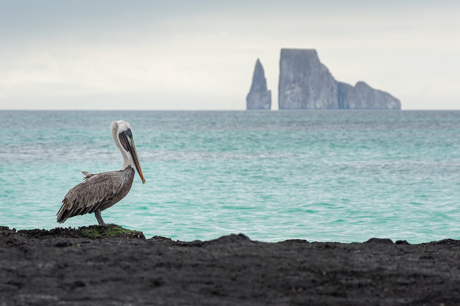 Kicker Rock (León Dormido)