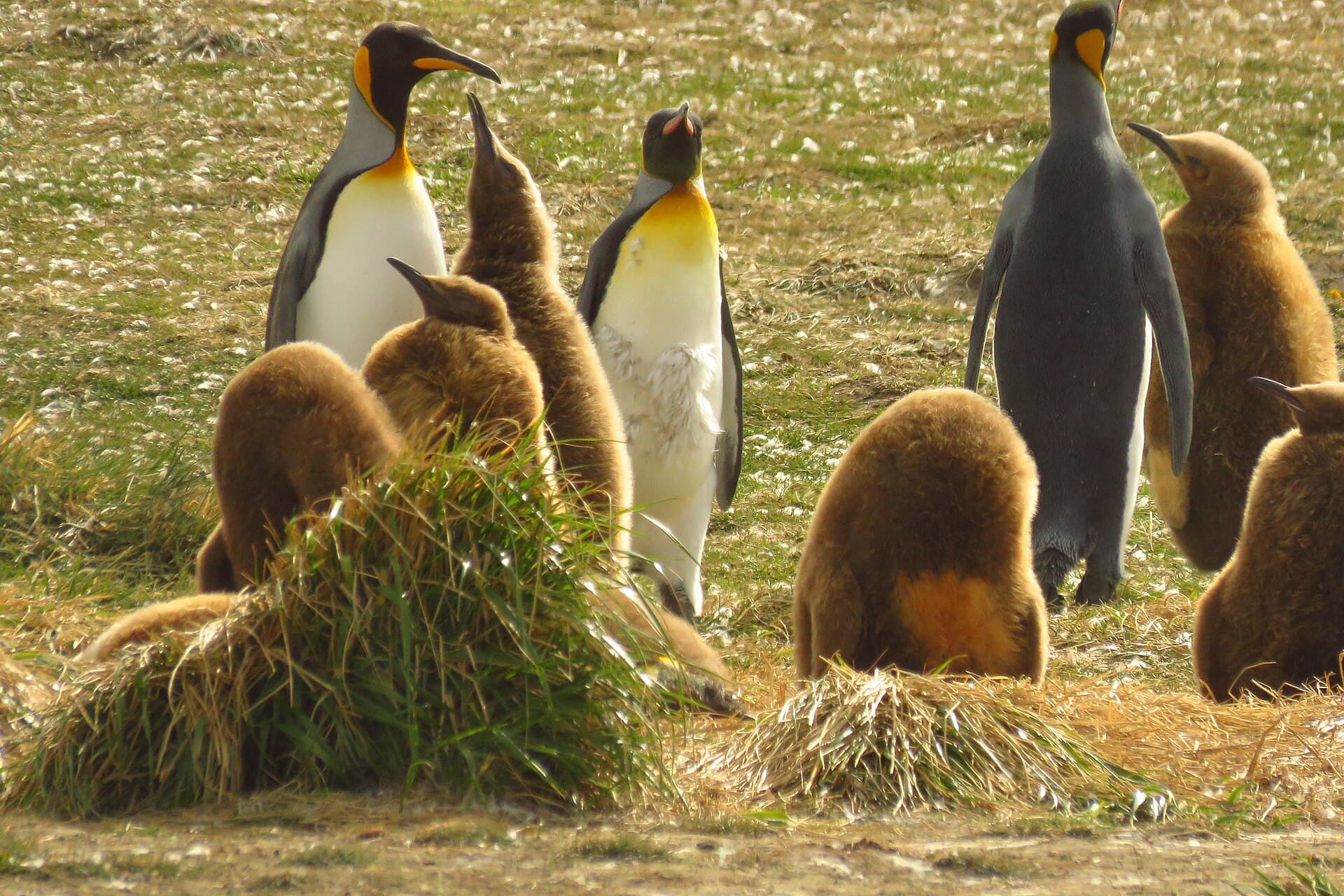 King penguins in Tierra del Fuego