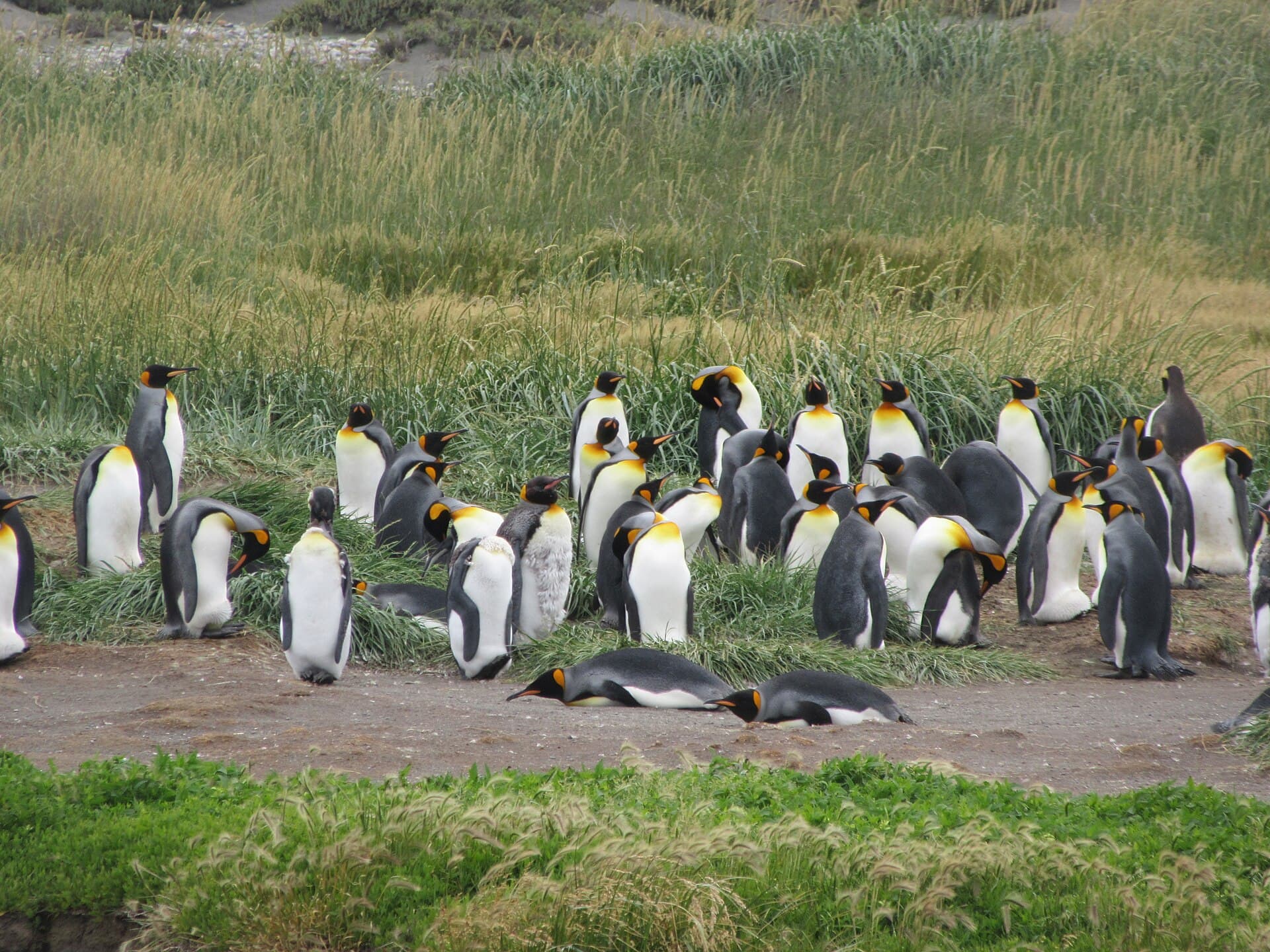 King penguins in Tierra del Fuego