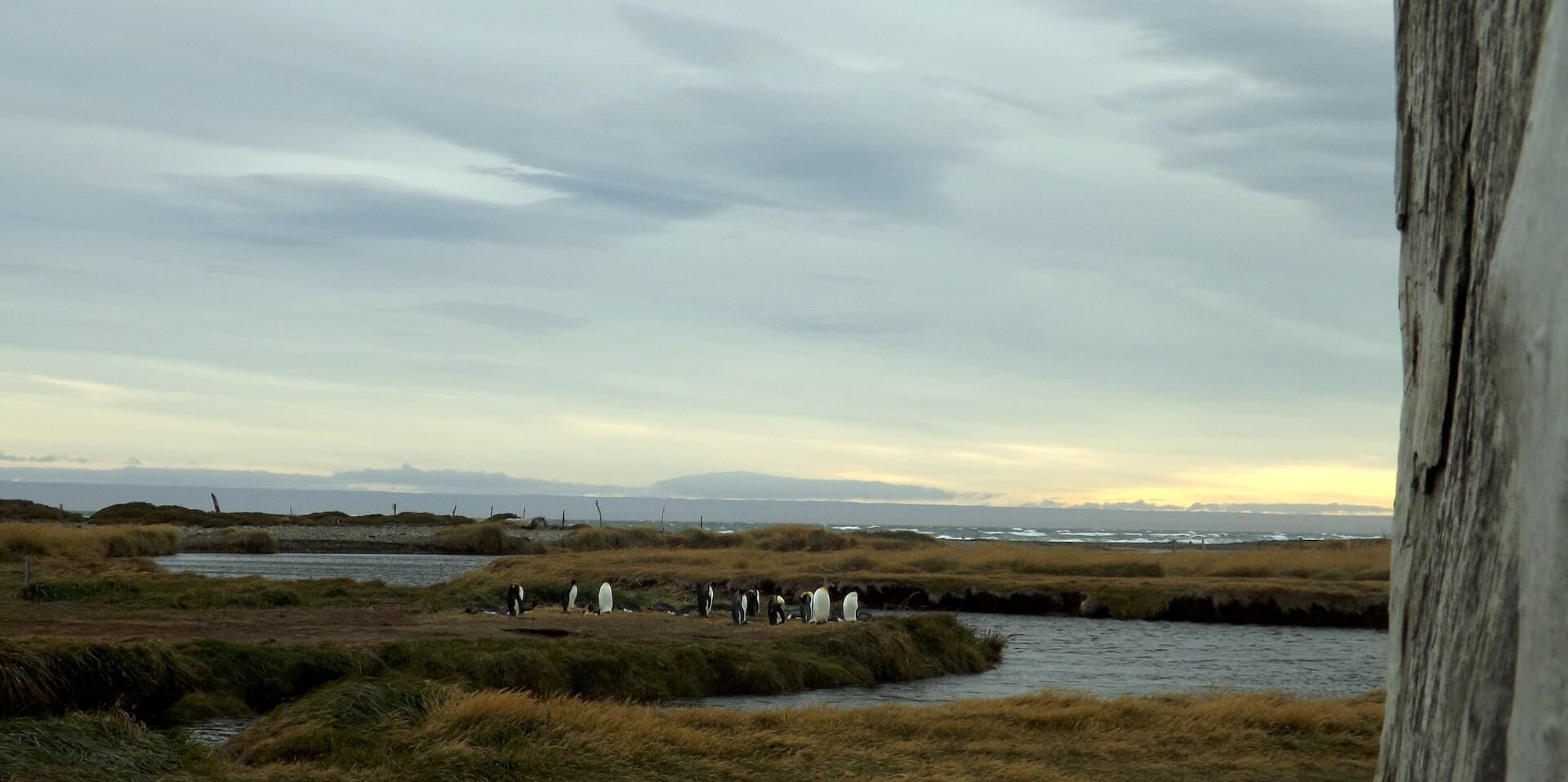 King penguins in Tierra del Fuego