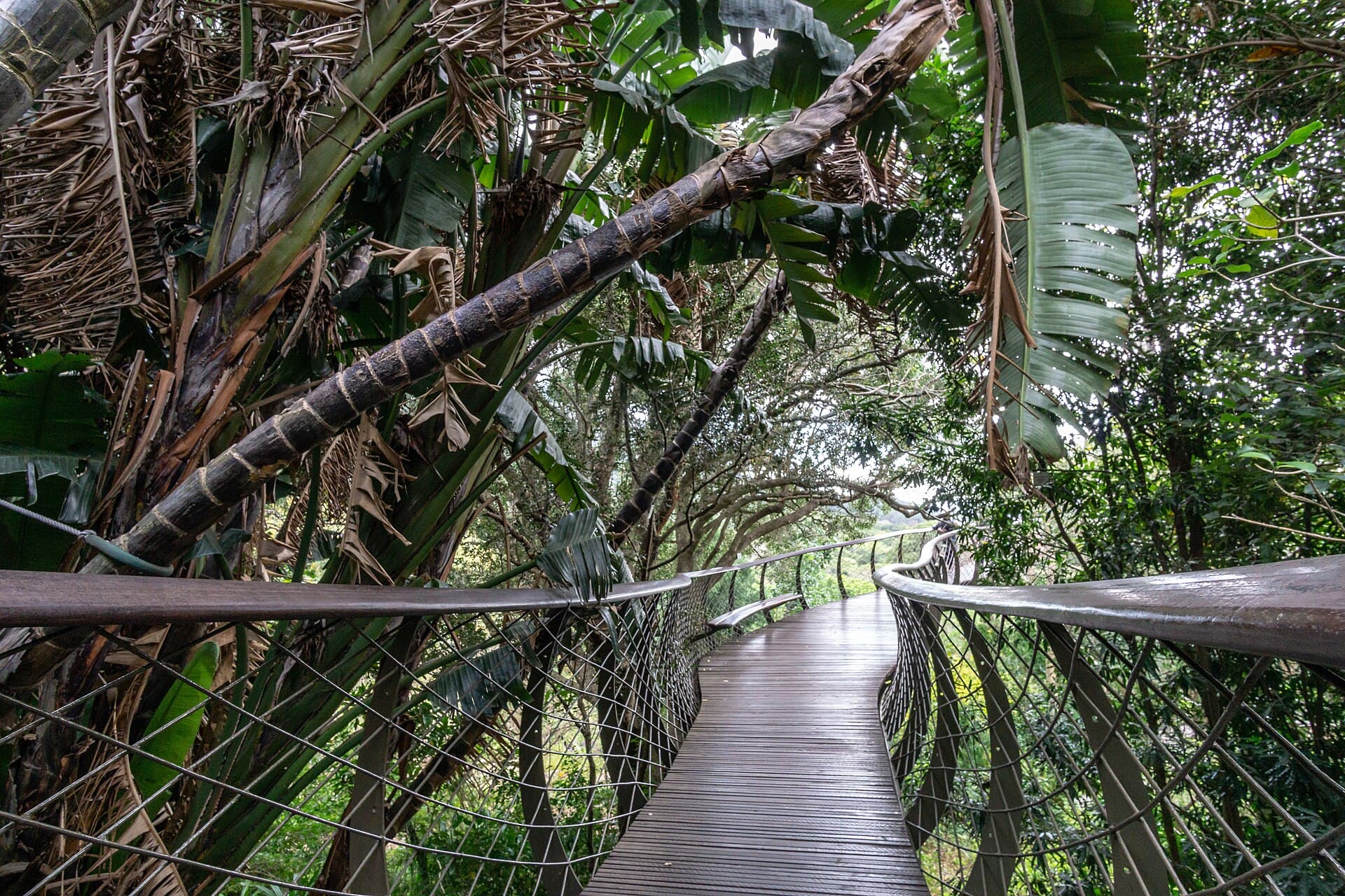 Kirstenbosch National Botanical Garden