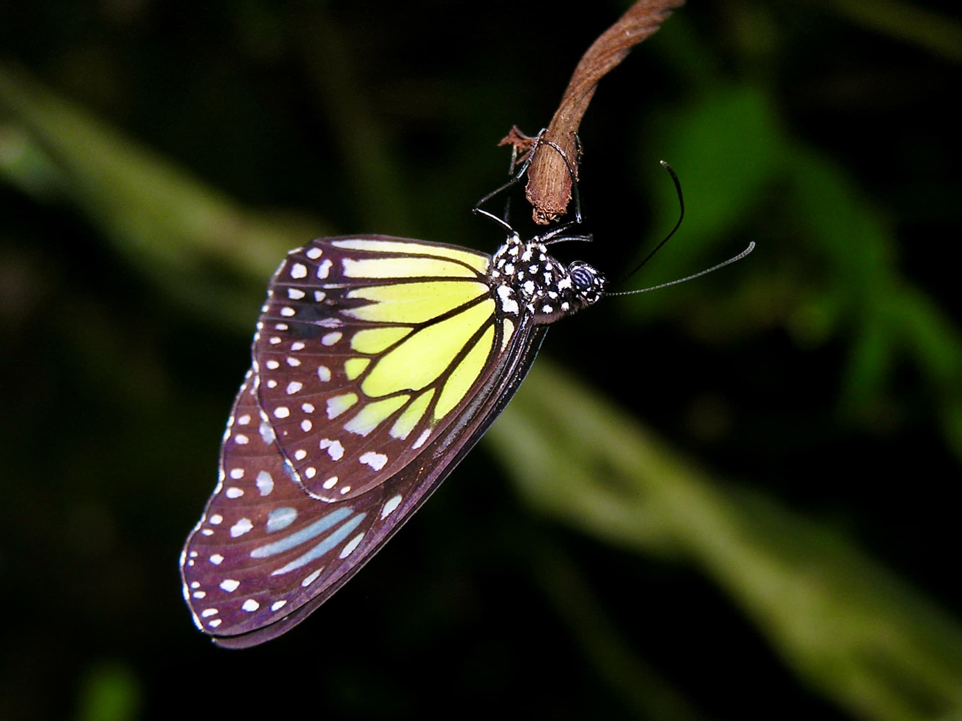 Kuala Lumpur Butterfly Park