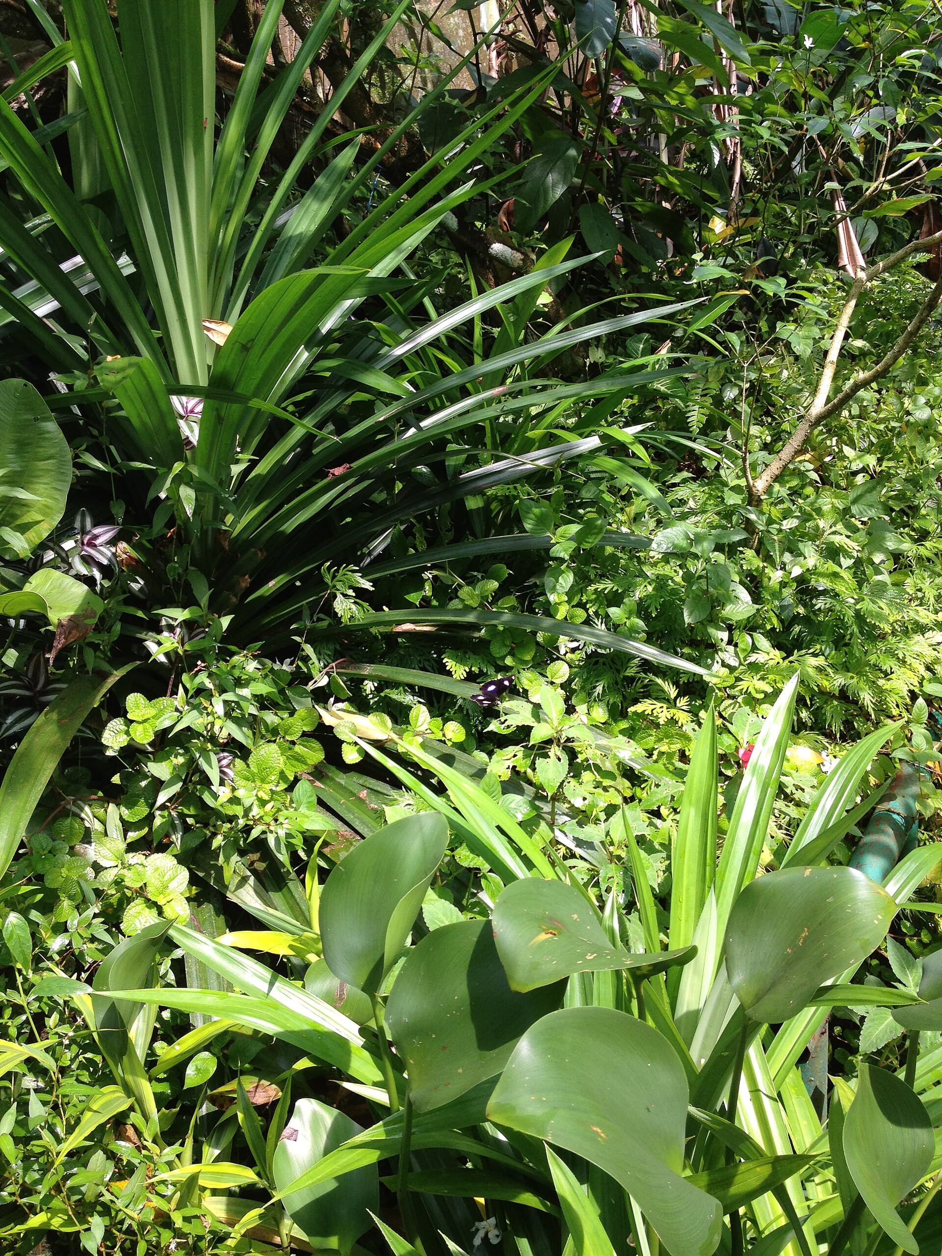 Kuala Lumpur Butterfly Park