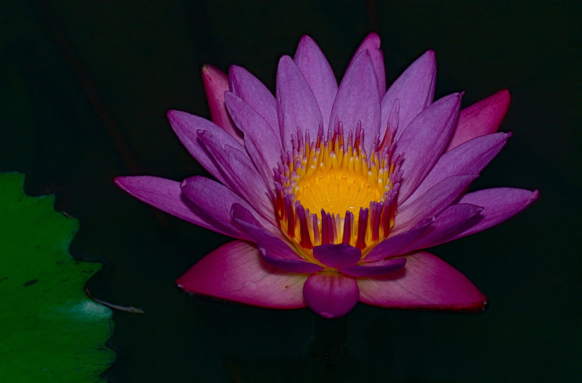 Kota Kinabalu Wetland Centre, Kota Kinabalu