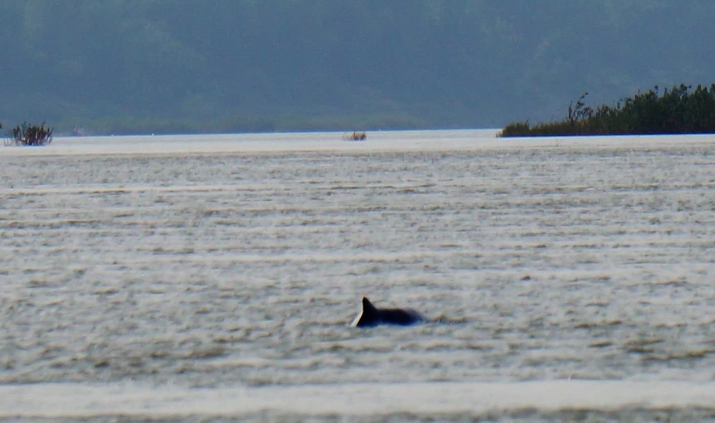 Irrawaddy dolphins in the Mekong