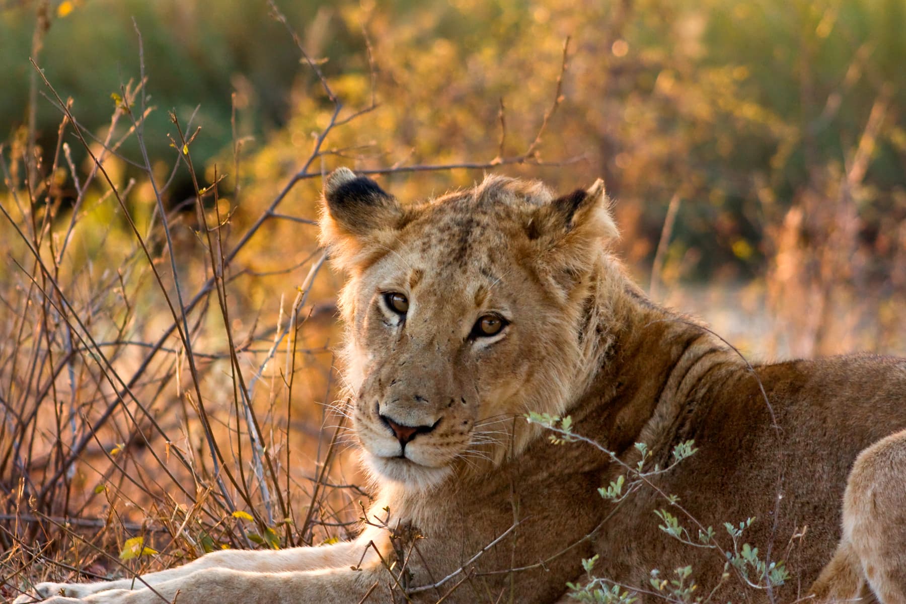 Kruger National Park