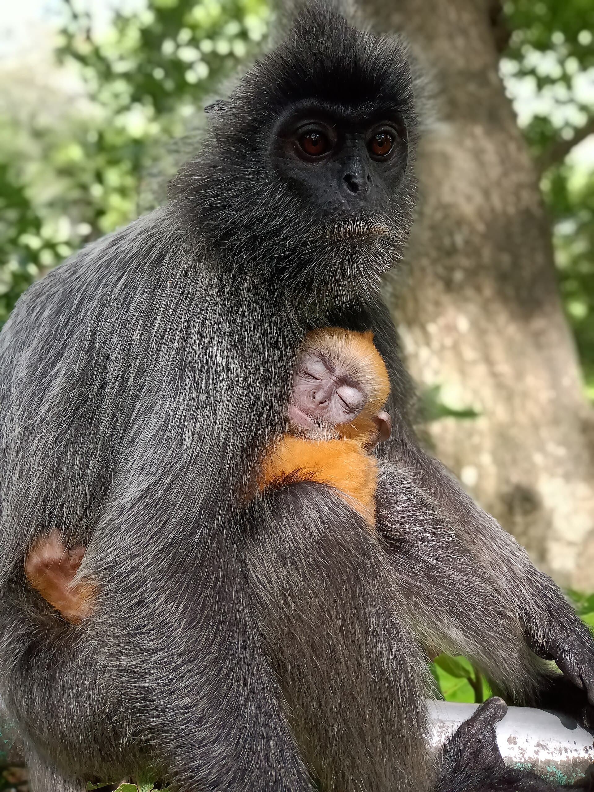 Kuala Selangor Nature Park